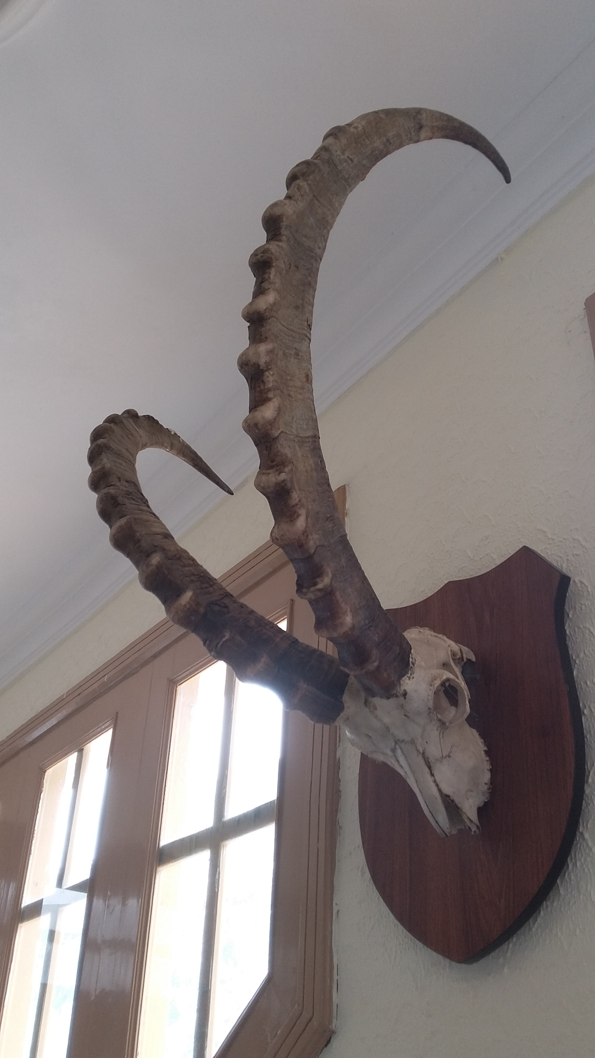 Samsung Galaxy E5 sample photo. Ibex skull photography