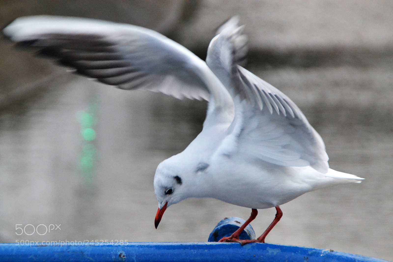 Nikon D3100 sample photo. Seagull photography