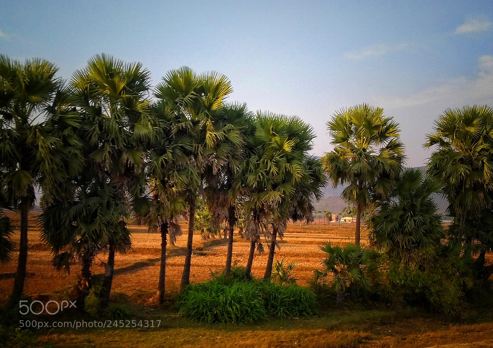 Motorola Moto G (5S) Plus sample photo. Nature photography