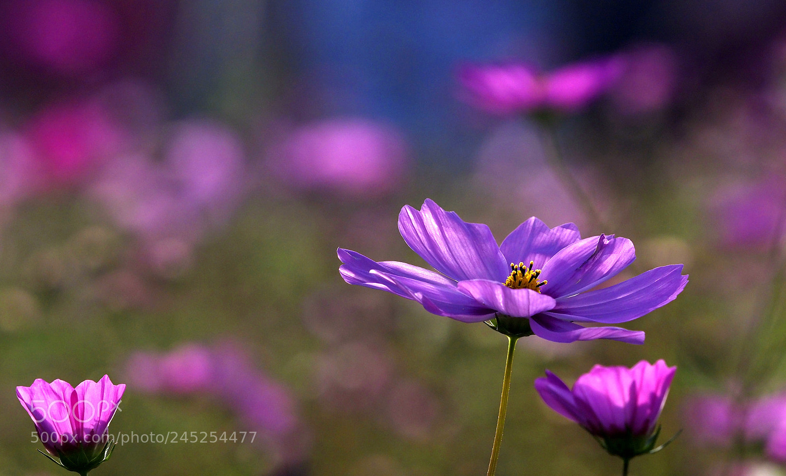 Olympus OM-D E-M1 Mark II sample photo. Pink cosmos photography