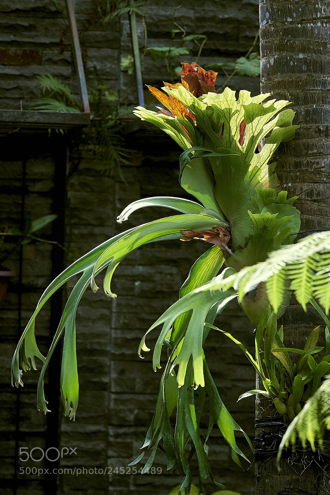 Sony a9 sample photo. Platycerium photography
