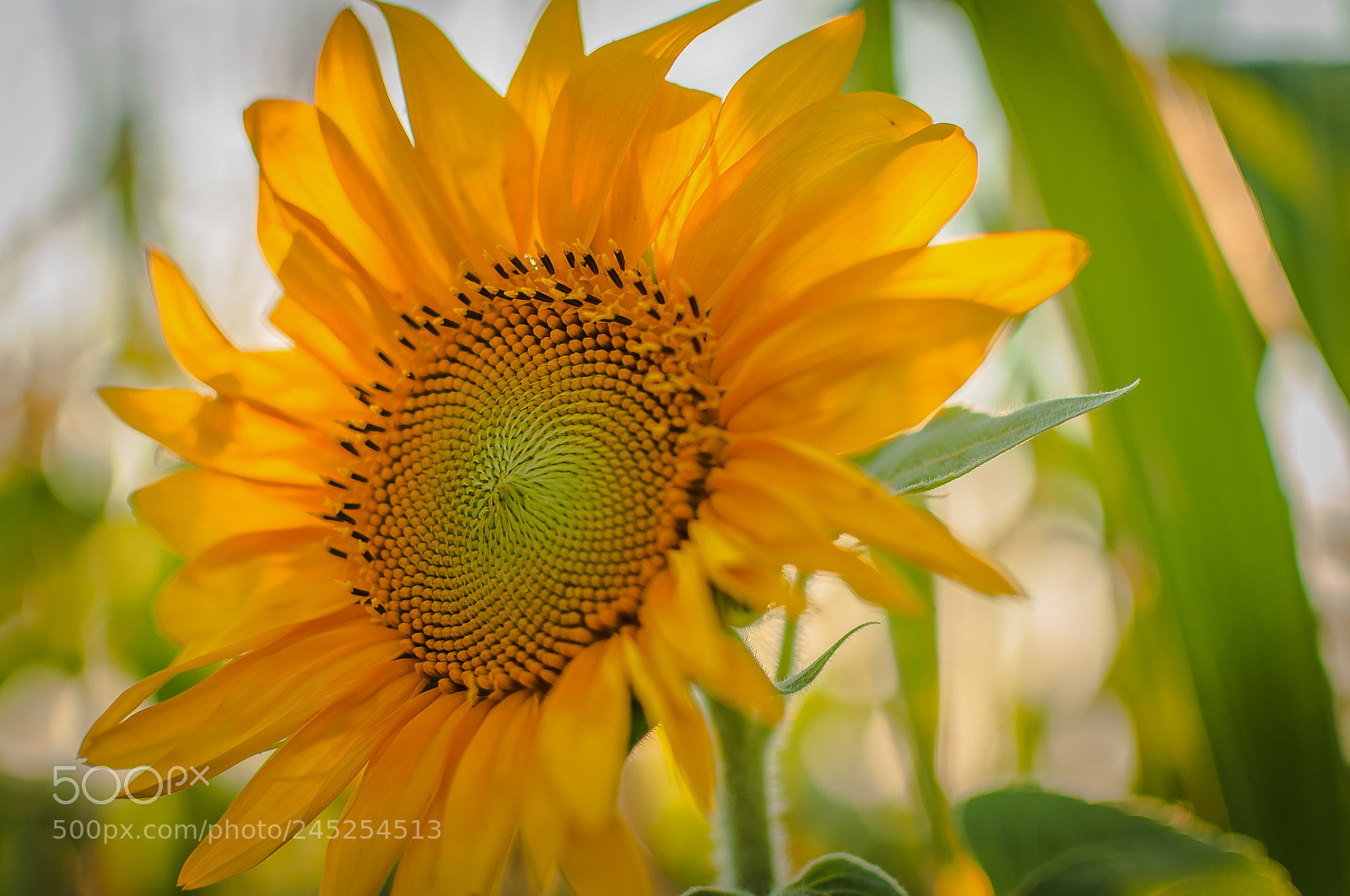 Nikon D5000 sample photo. Golden ratio nature photography