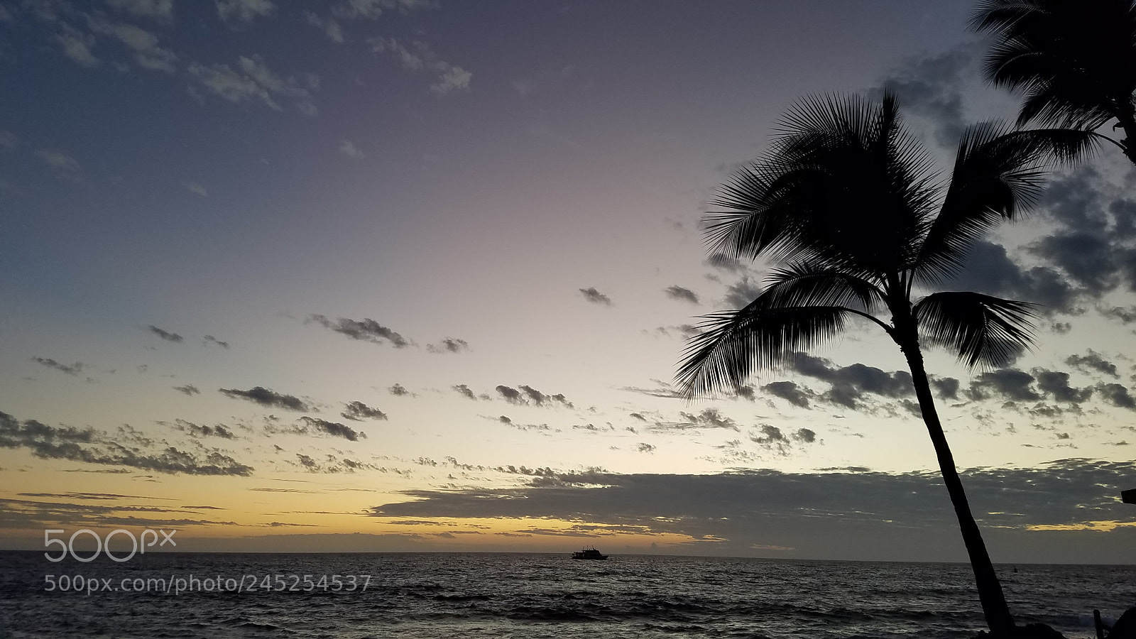 Samsung Galaxy S7 sample photo. Palm trees and a photography