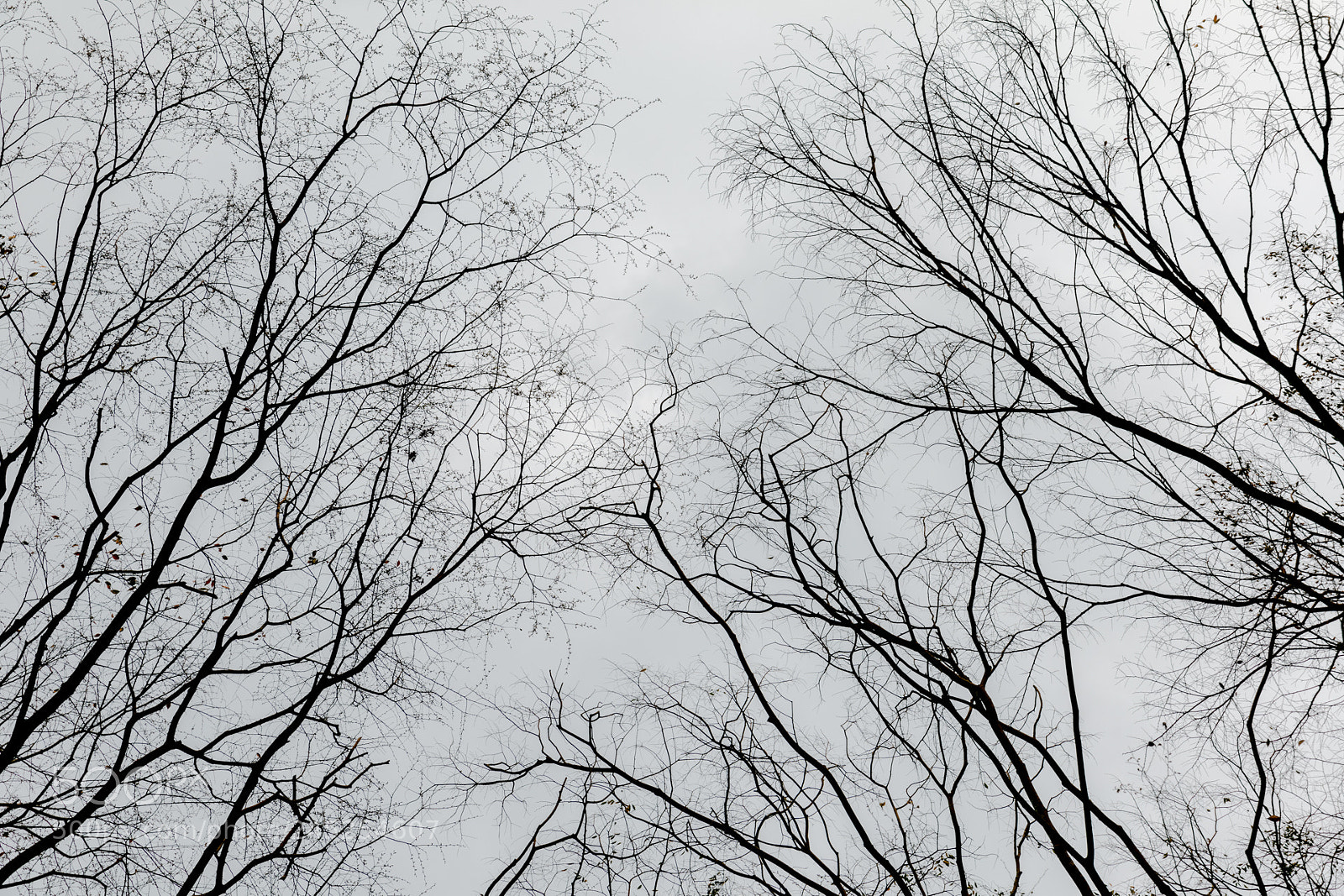 Canon EOS 5DS R sample photo. #untitled #214 photography