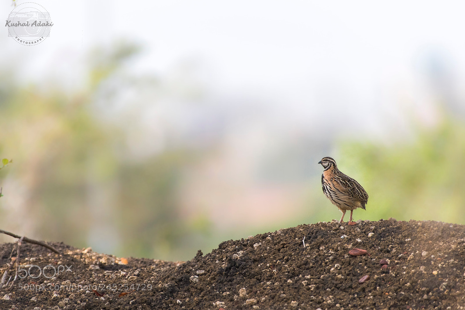 Nikon D500 sample photo. Rain quail photography