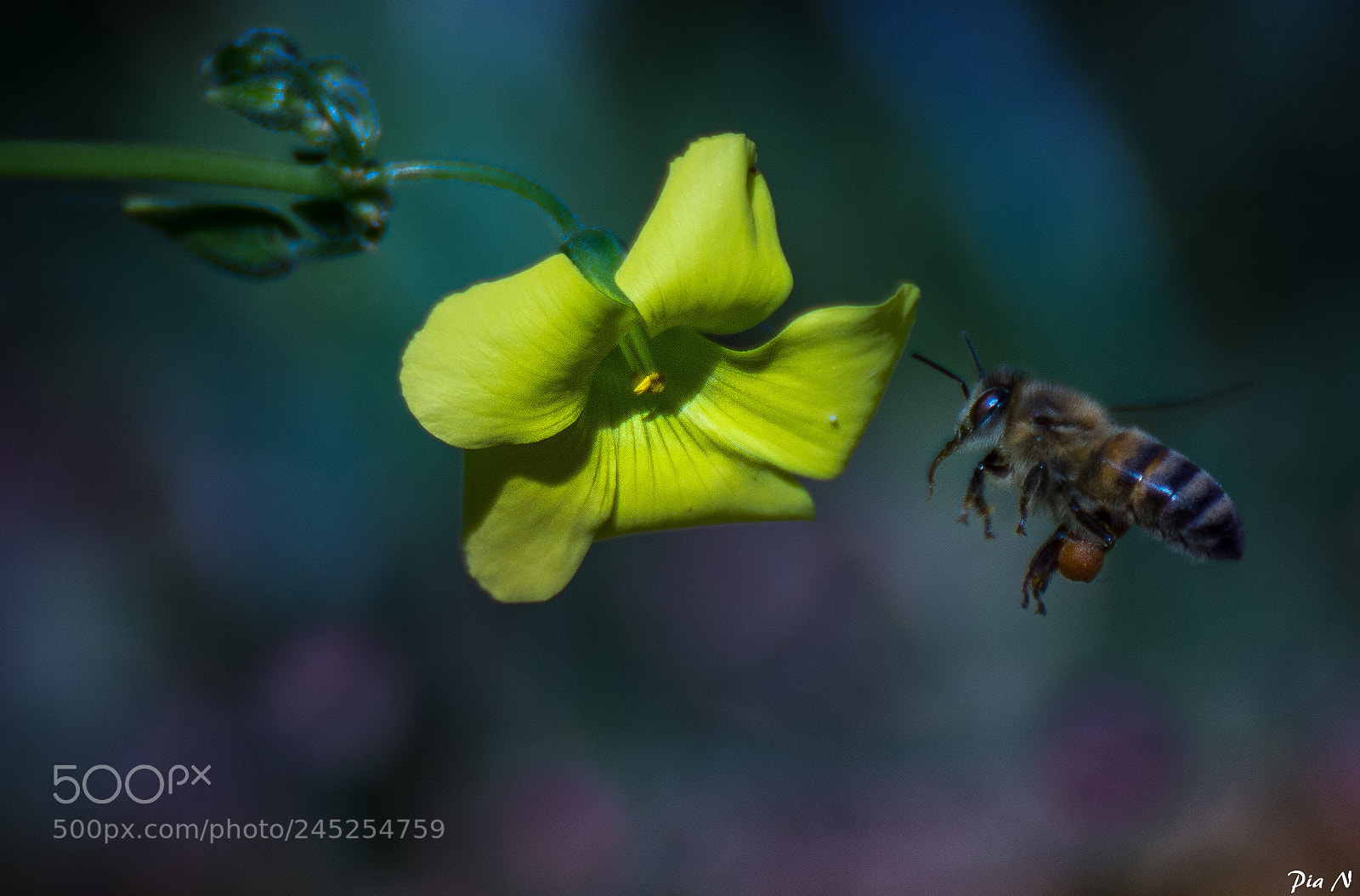 Nikon D7200 sample photo. Honey photography