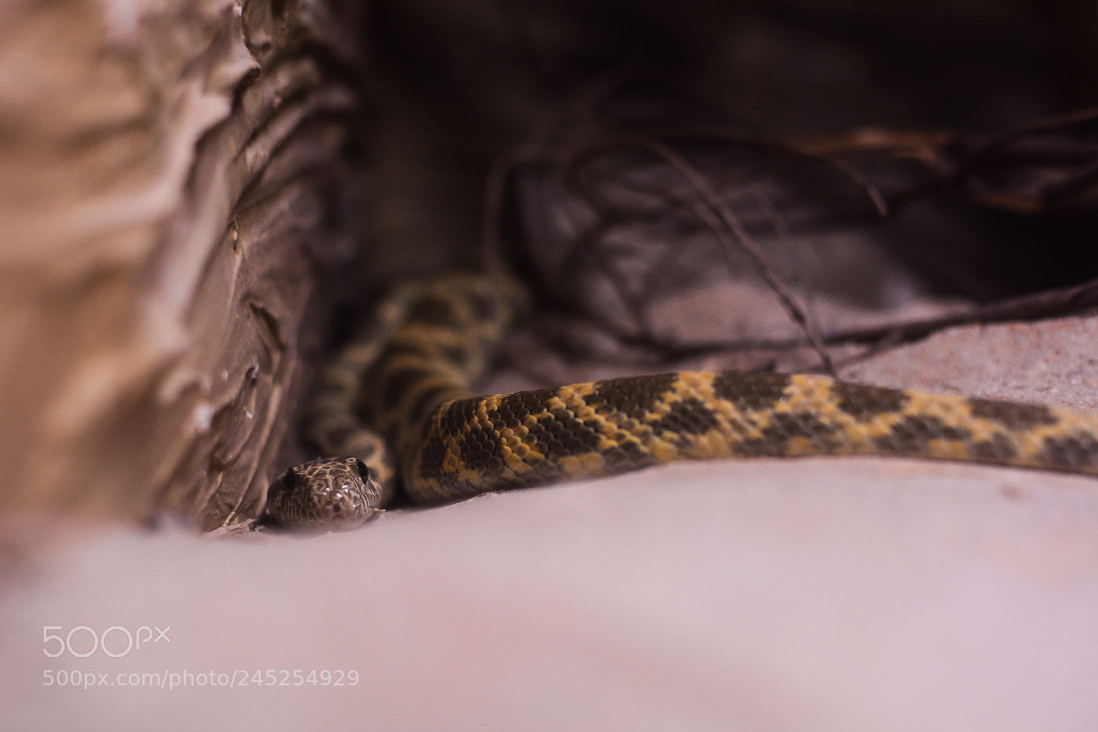 Nikon D5200 sample photo. Sand snake photography