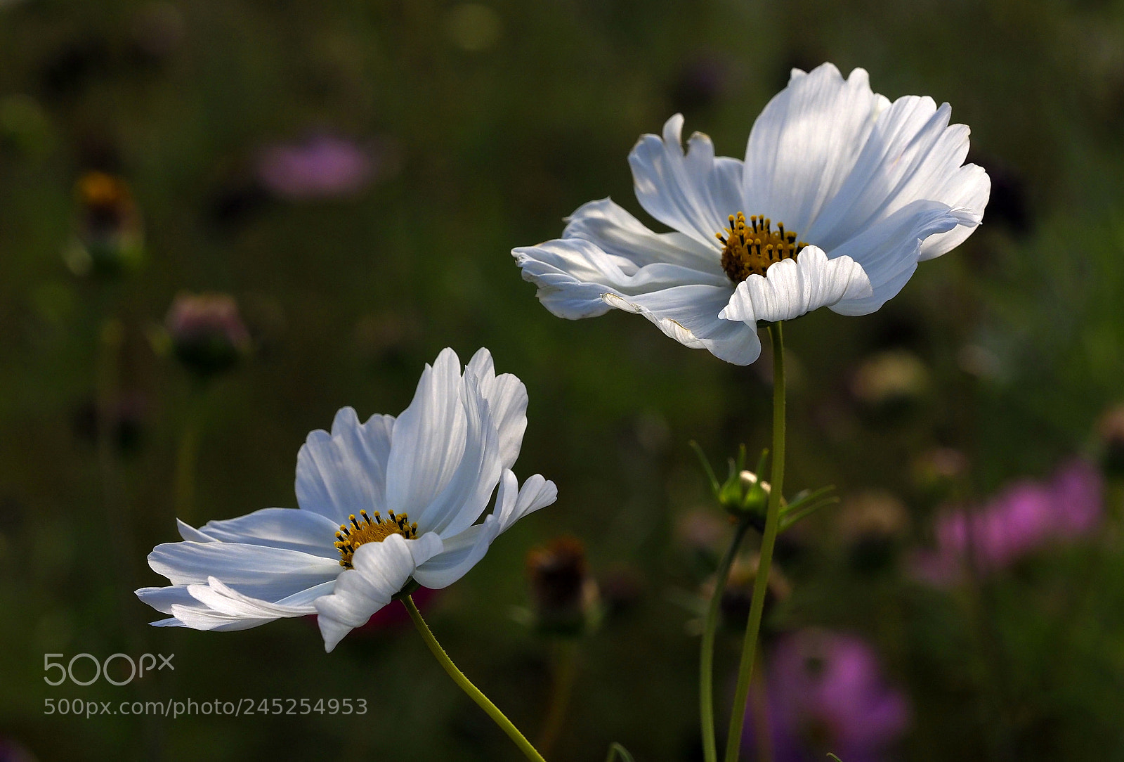 Olympus OM-D E-M1 Mark II sample photo. Longing for sun & warmth photography