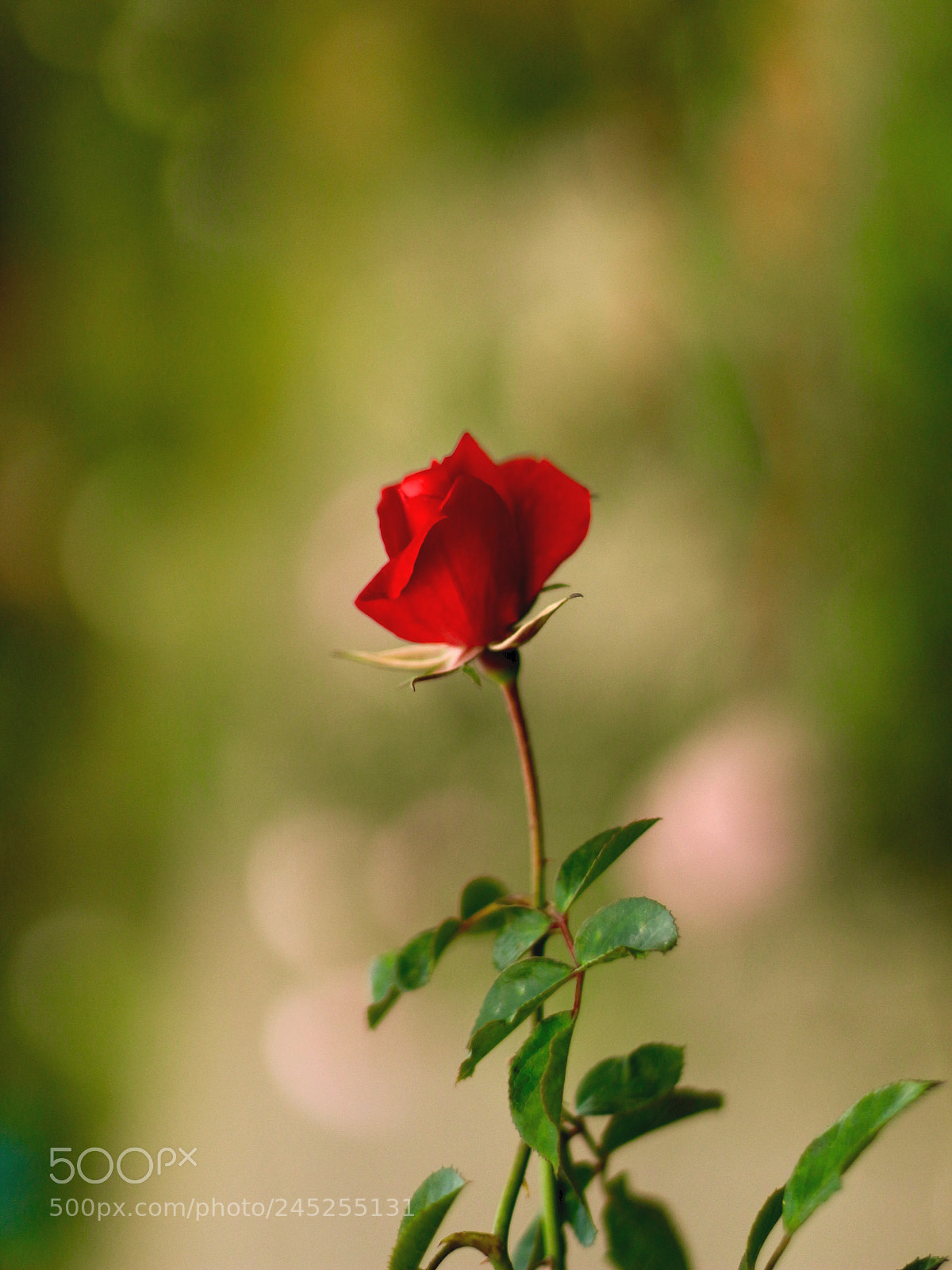Canon EOS 100D (EOS Rebel SL1 / EOS Kiss X7) sample photo. Fragile photography