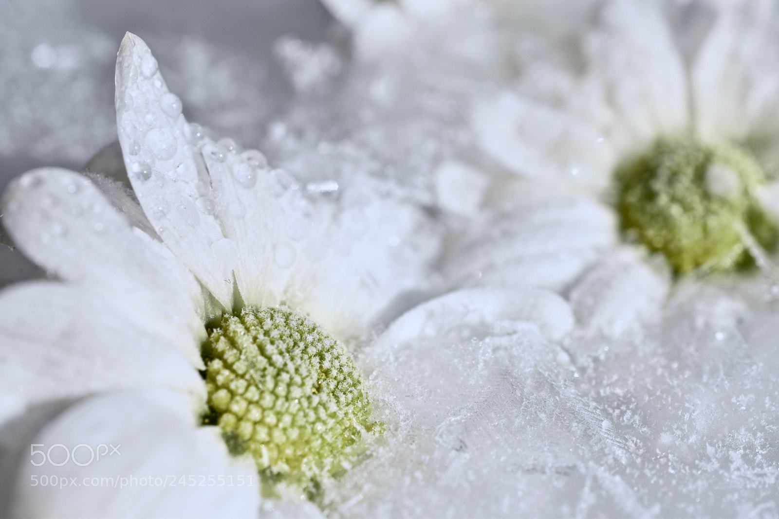 Nikon D5600 sample photo. Frozen photography