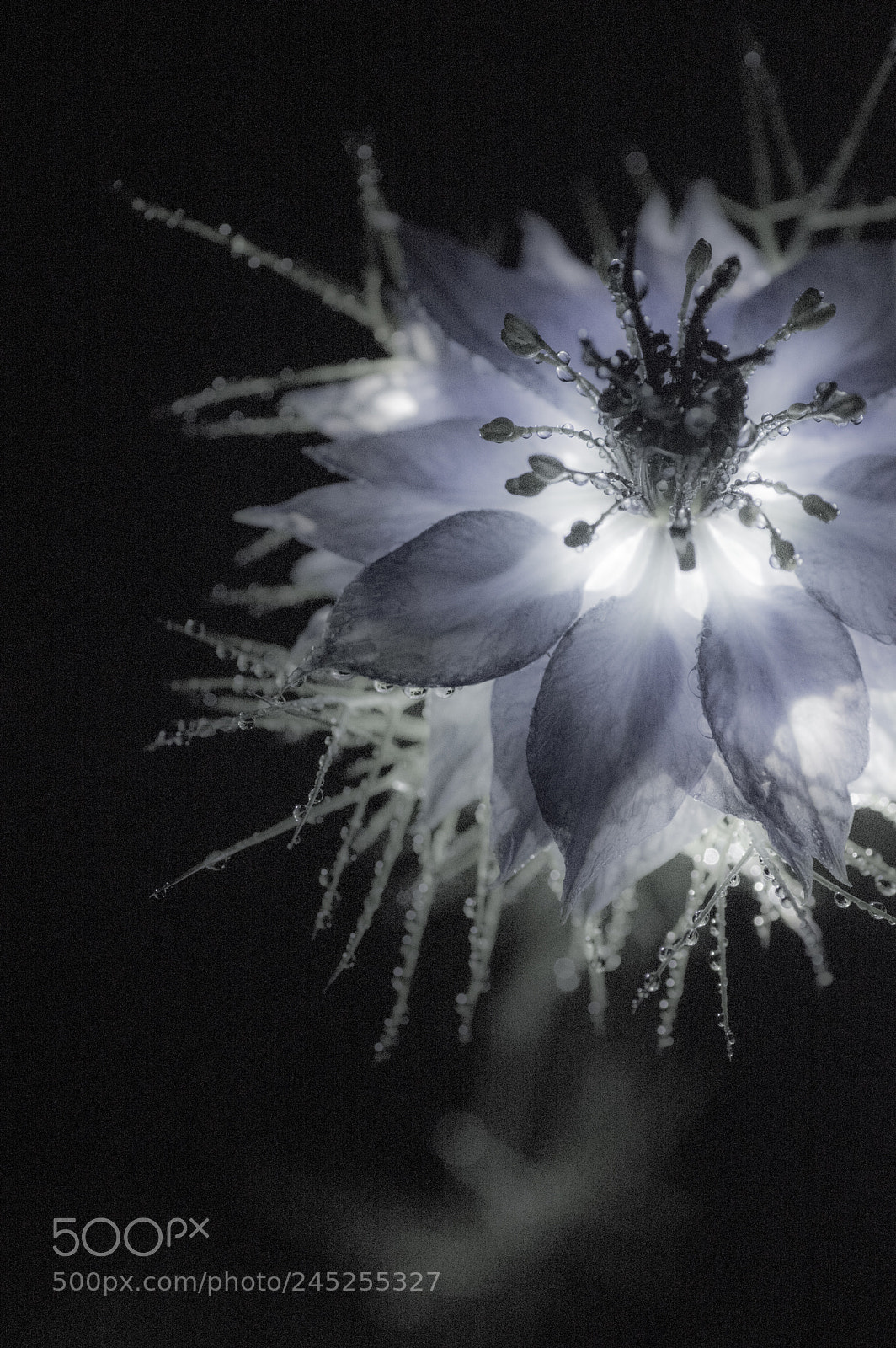 Pentax K-3 II sample photo. 宵闇幽戯（ghost princess）（repost） photography
