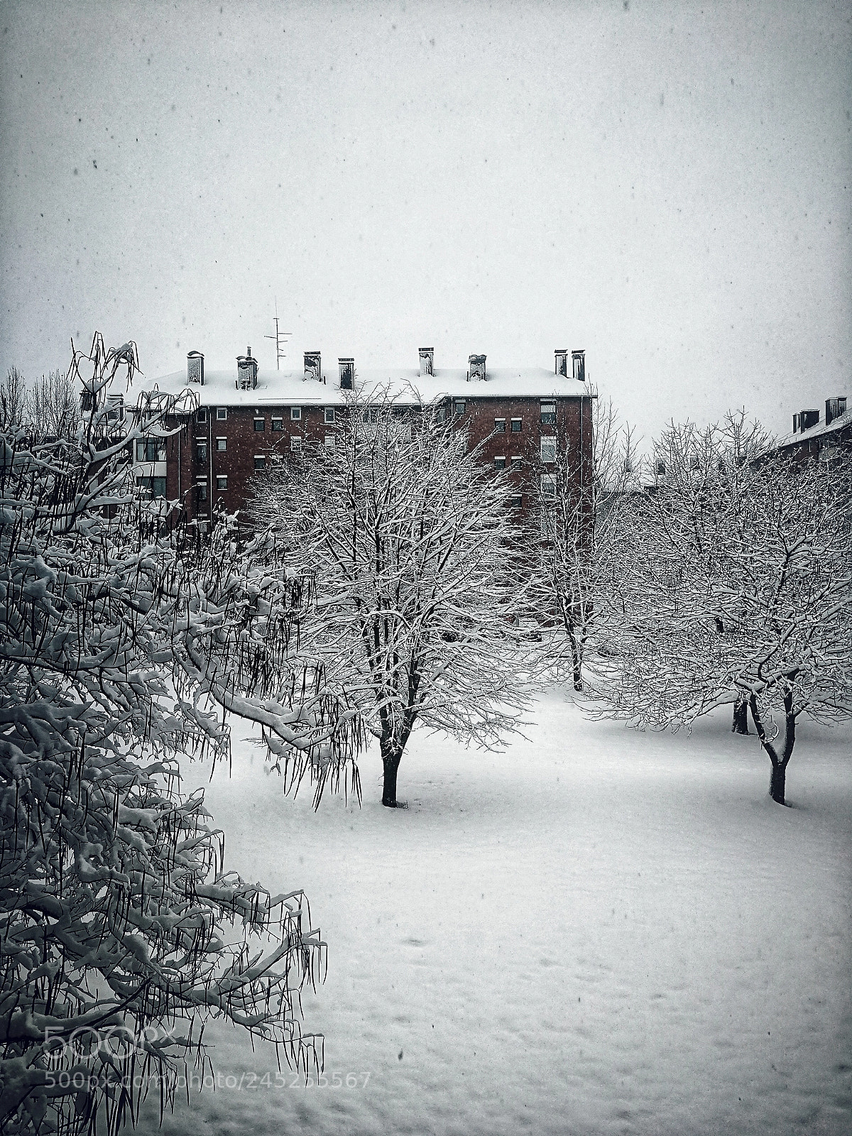 HUAWEI P10 sample photo. Snow photography
