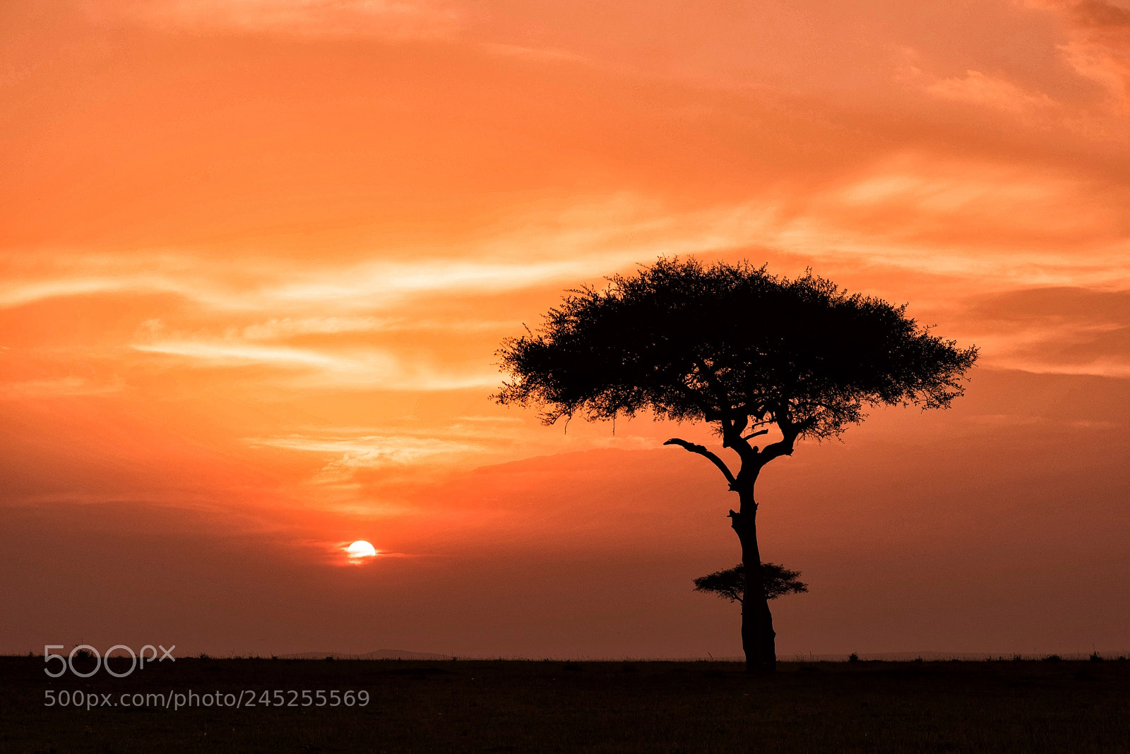 Nikon D810 sample photo. Sunset with acacia tree photography
