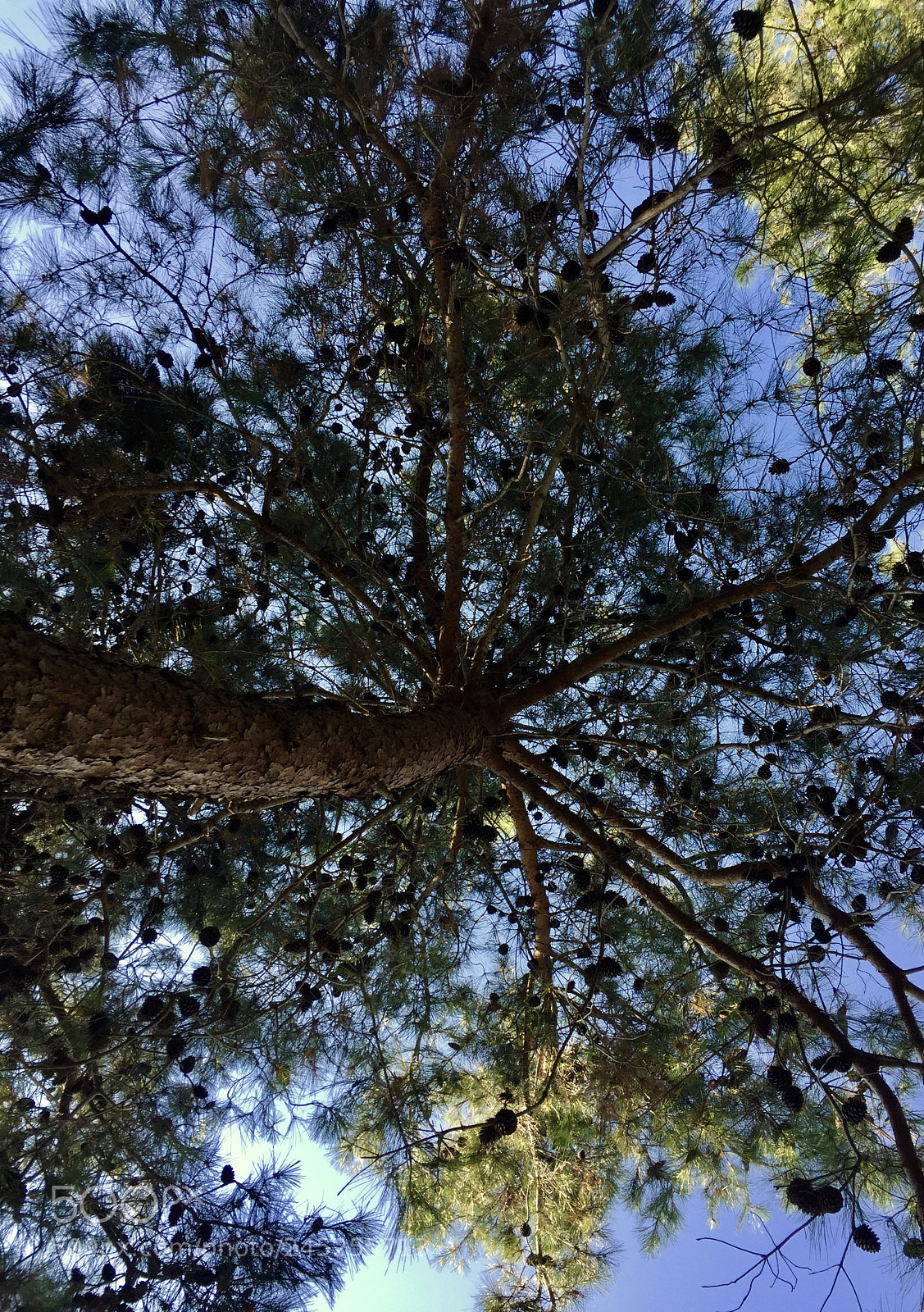 Apple iPhone 6 sample photo. Upside down photography