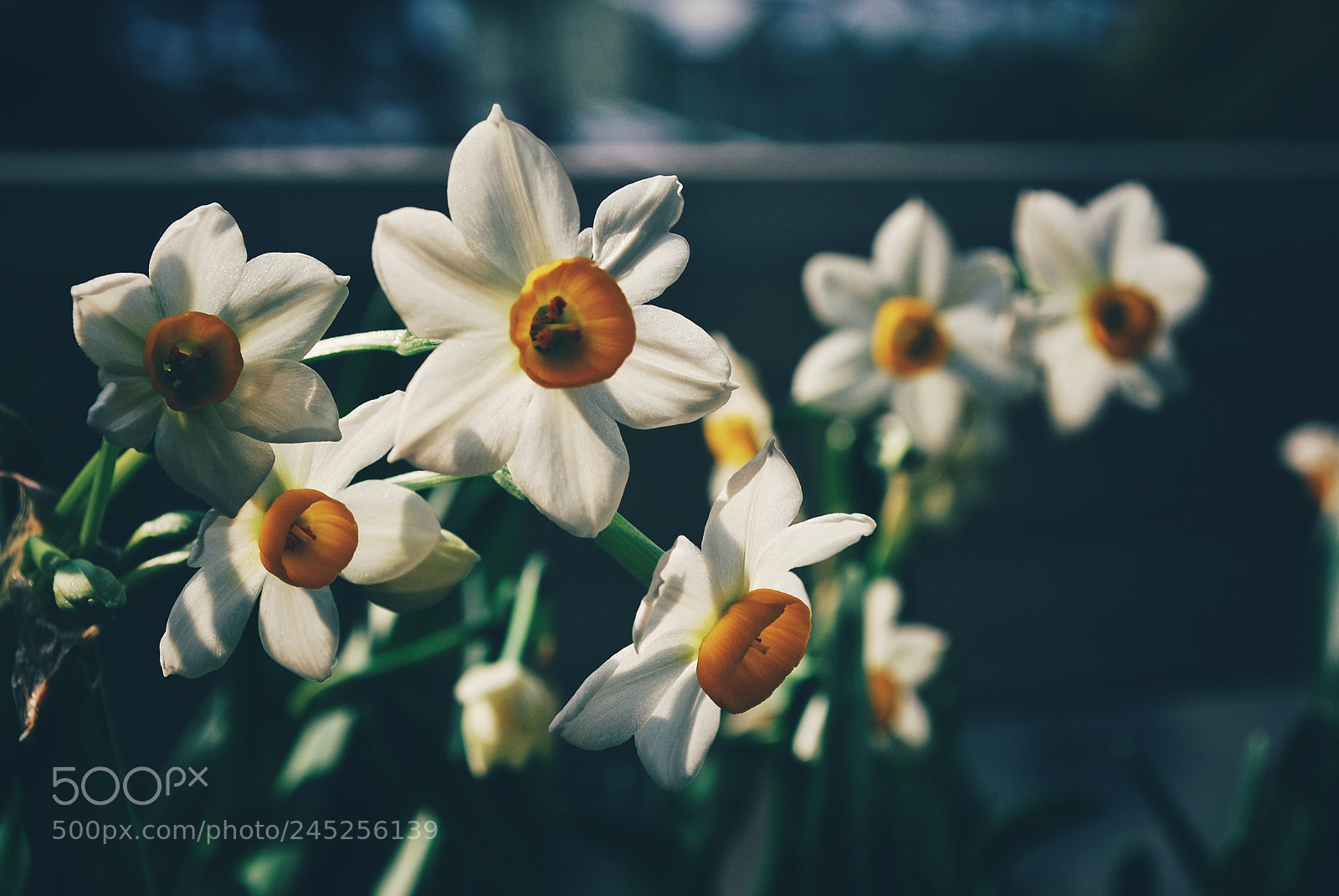 Nikon D60 sample photo. Narcissus photography
