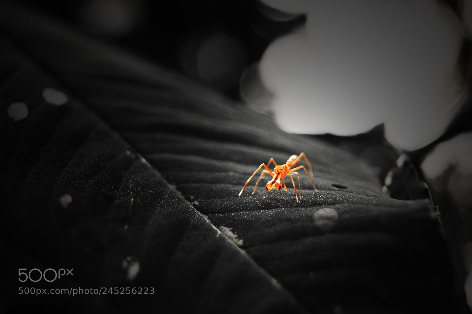 Sony SLT-A58 sample photo. Ant photography
