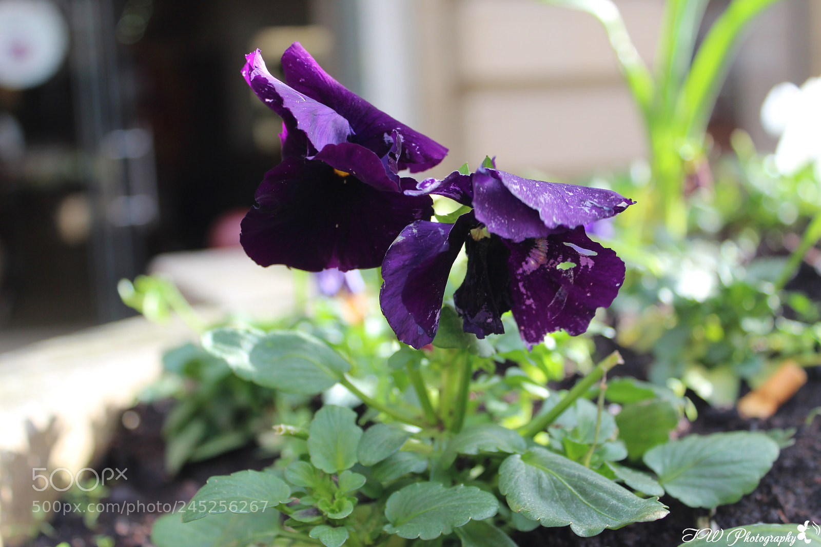 Canon EOS 1300D (EOS Rebel T6 / EOS Kiss X80) sample photo. Purple flower photography