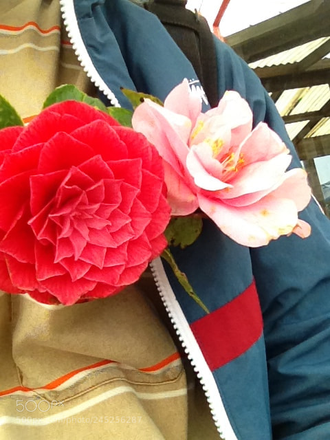 Apple iPhone 4S sample photo. Flowers photography