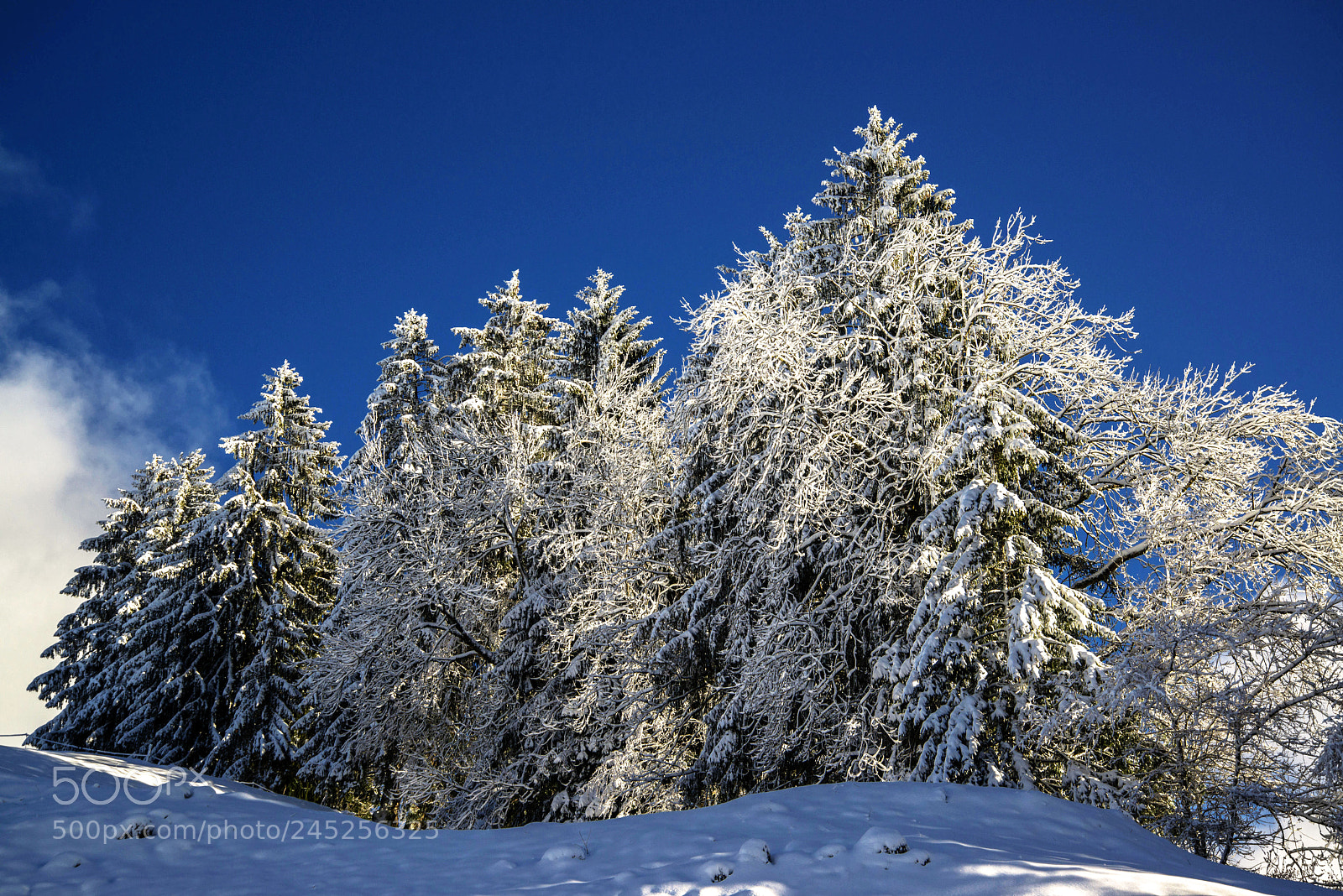 Nikon D800E sample photo. Poudreuse photography