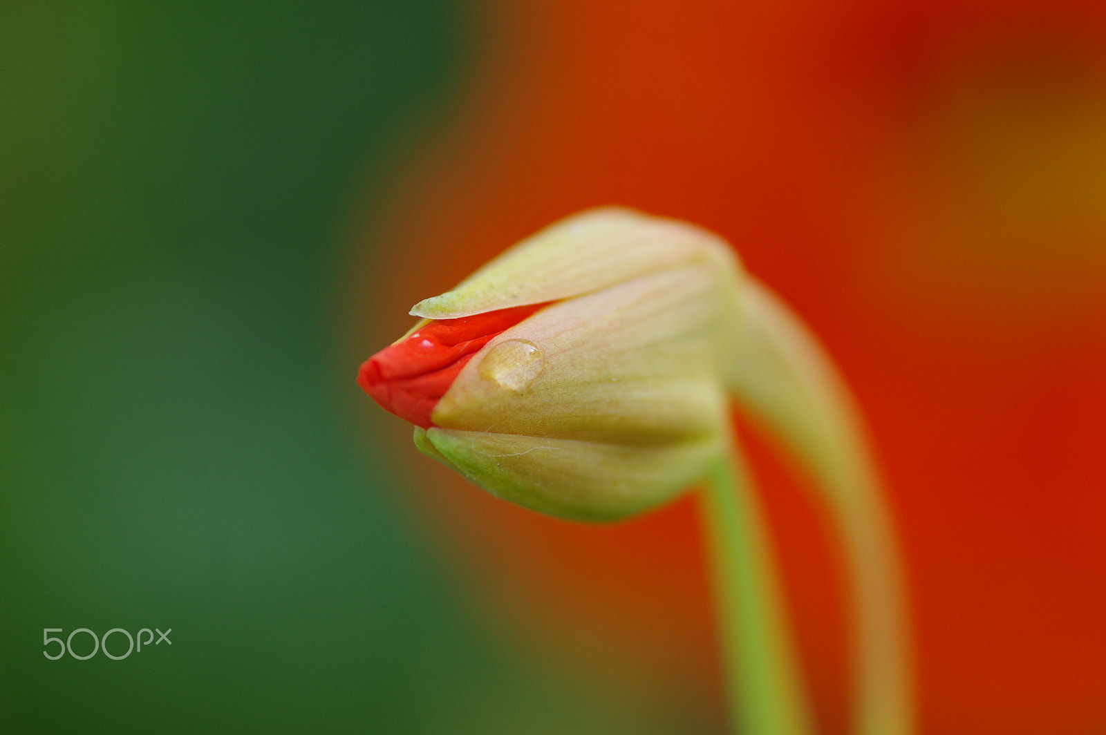 Pentax K-3 II + Pentax smc D-FA 100mm F2.8 Macro WR sample photo. Promises photography