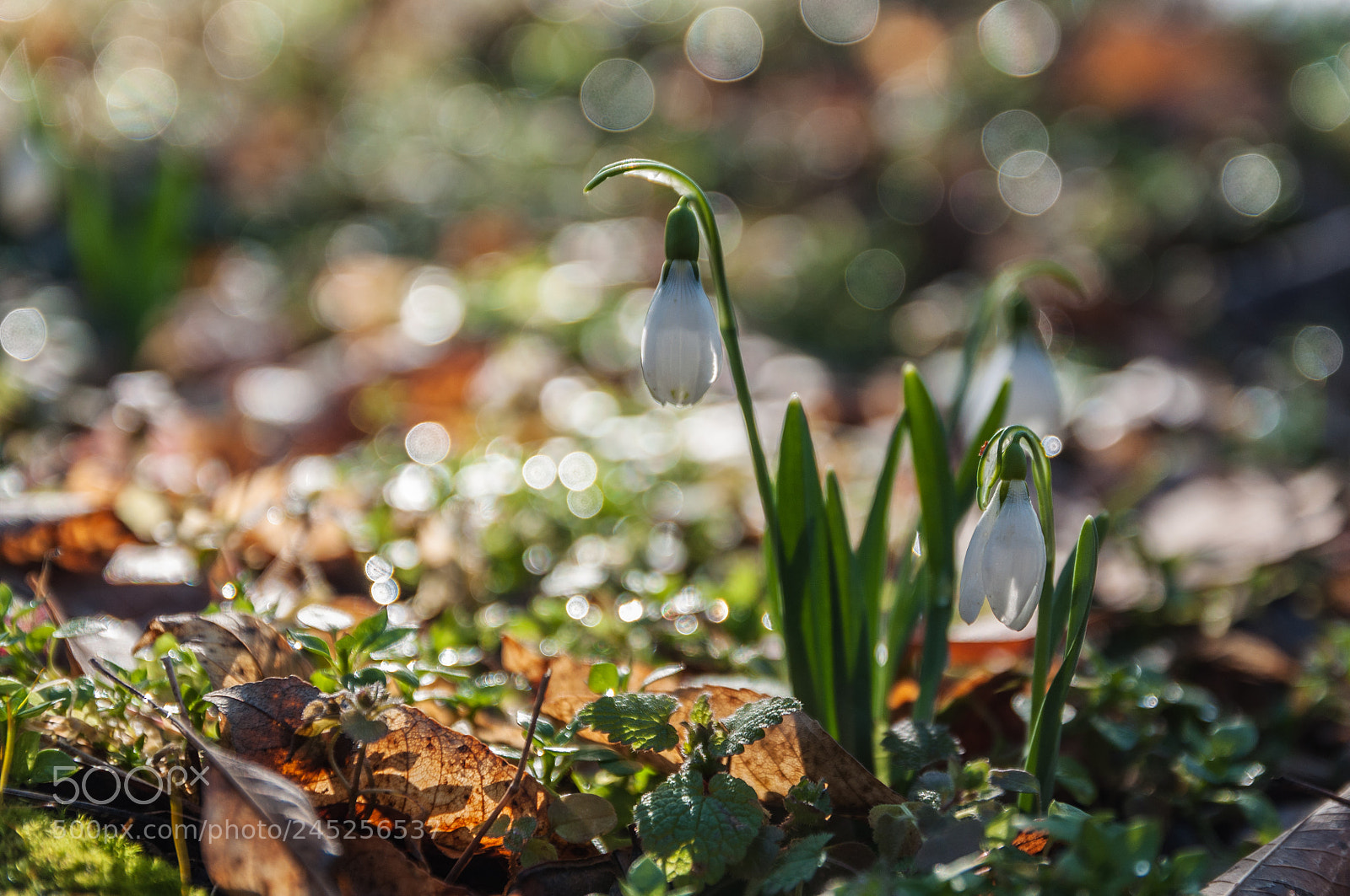 Nikon D5000 sample photo. Snowdrops photography