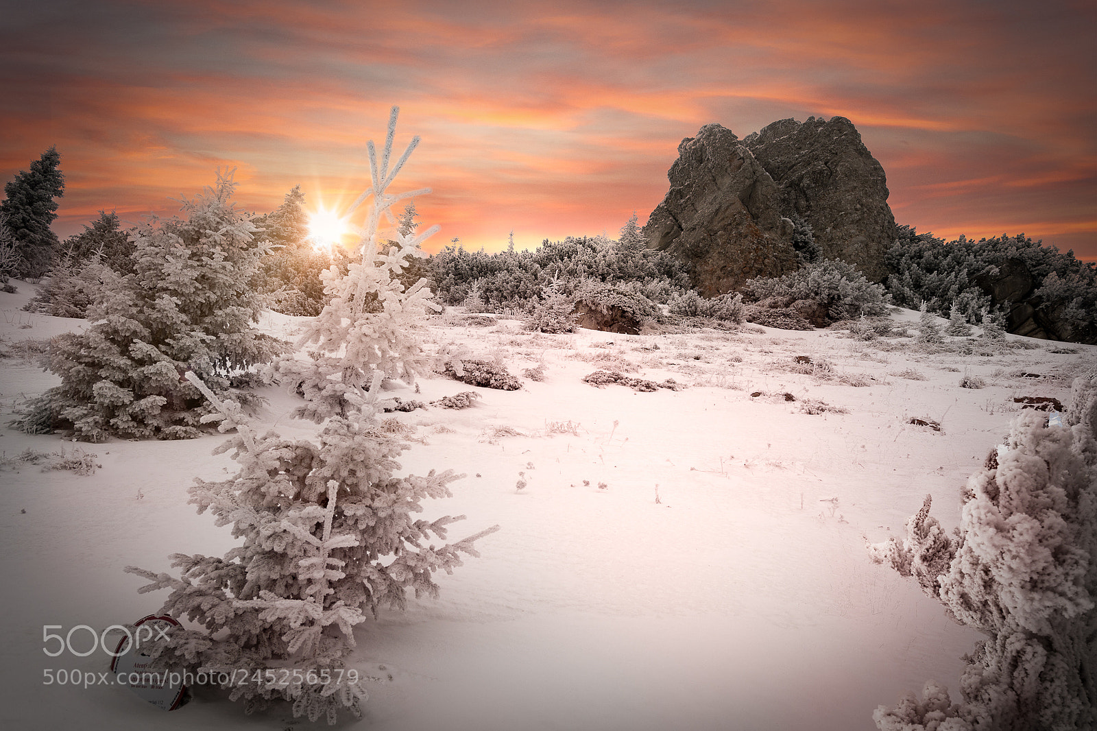 Nikon D500 sample photo. Winter dream photography