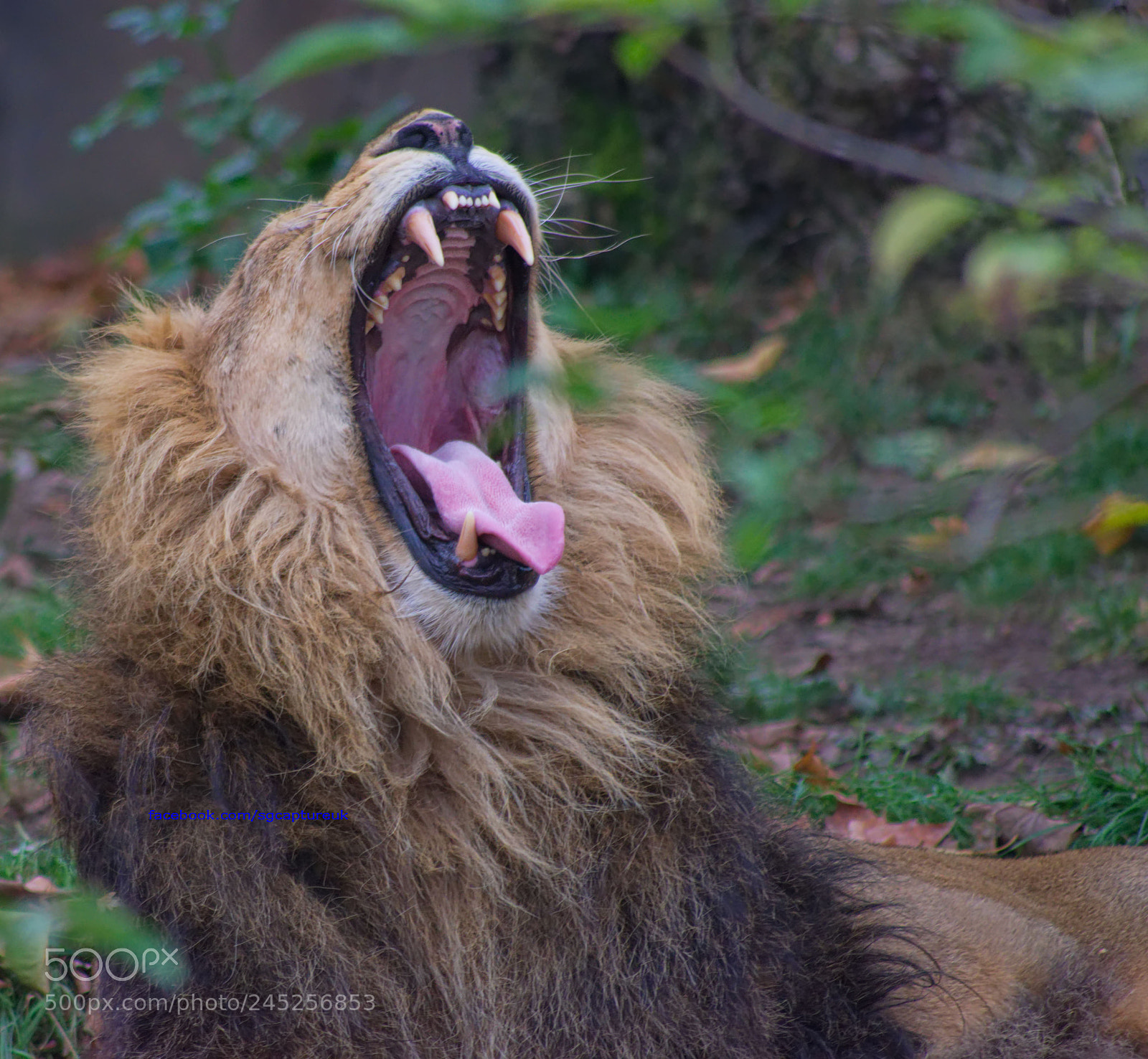 Nikon D3400 sample photo. Big mouth photography