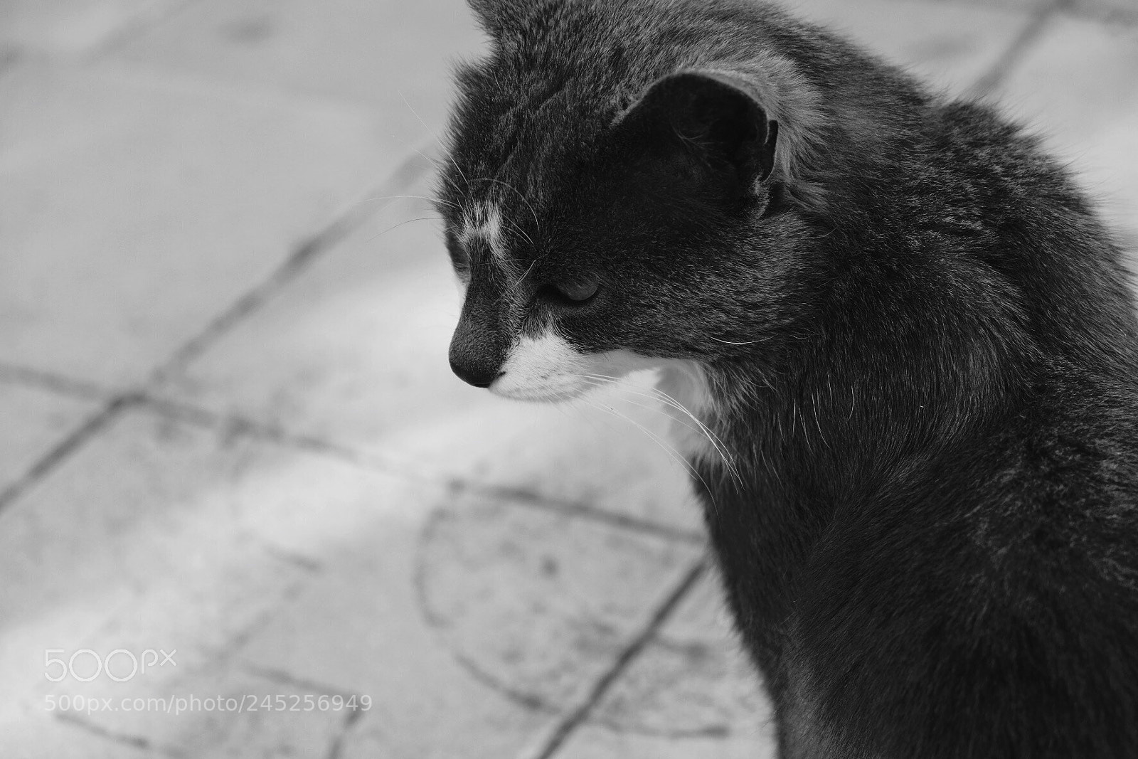 Fujifilm X-T2 sample photo. Zorba the cat photography