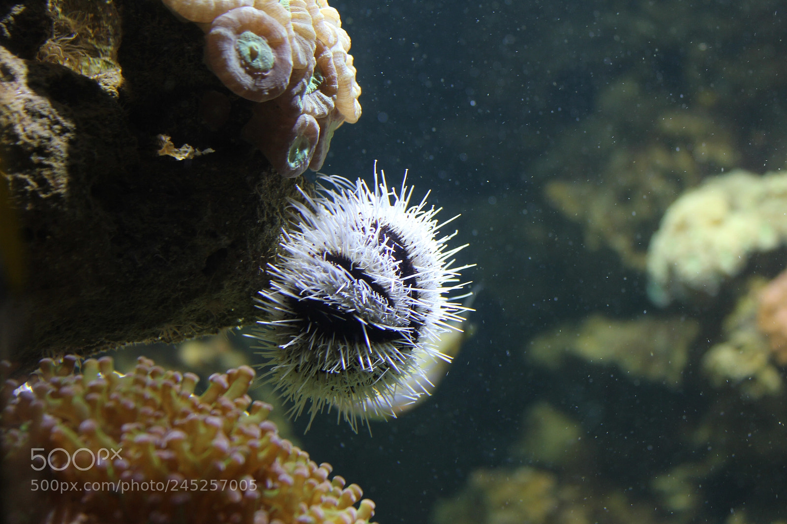 Canon EF-S 18-55mm F3.5-5.6 IS sample photo. Seawater creature photography