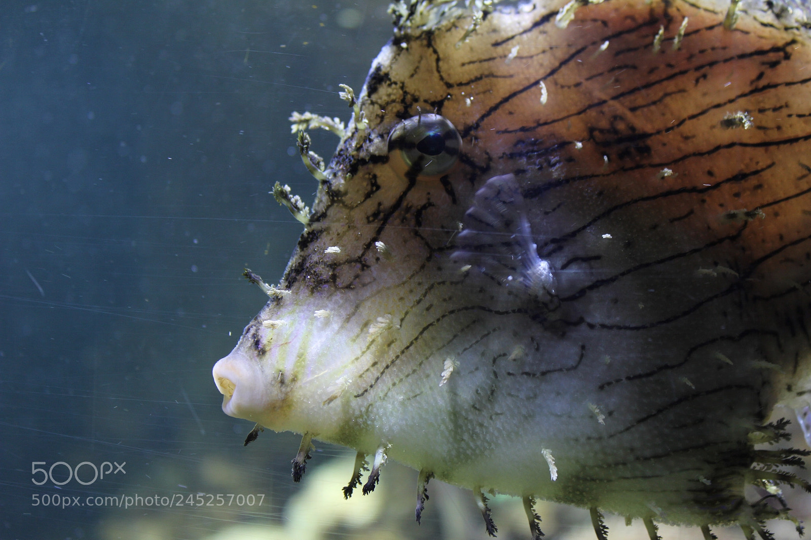 Canon EF-S 18-55mm F3.5-5.6 IS sample photo. Portrait of a seawater photography