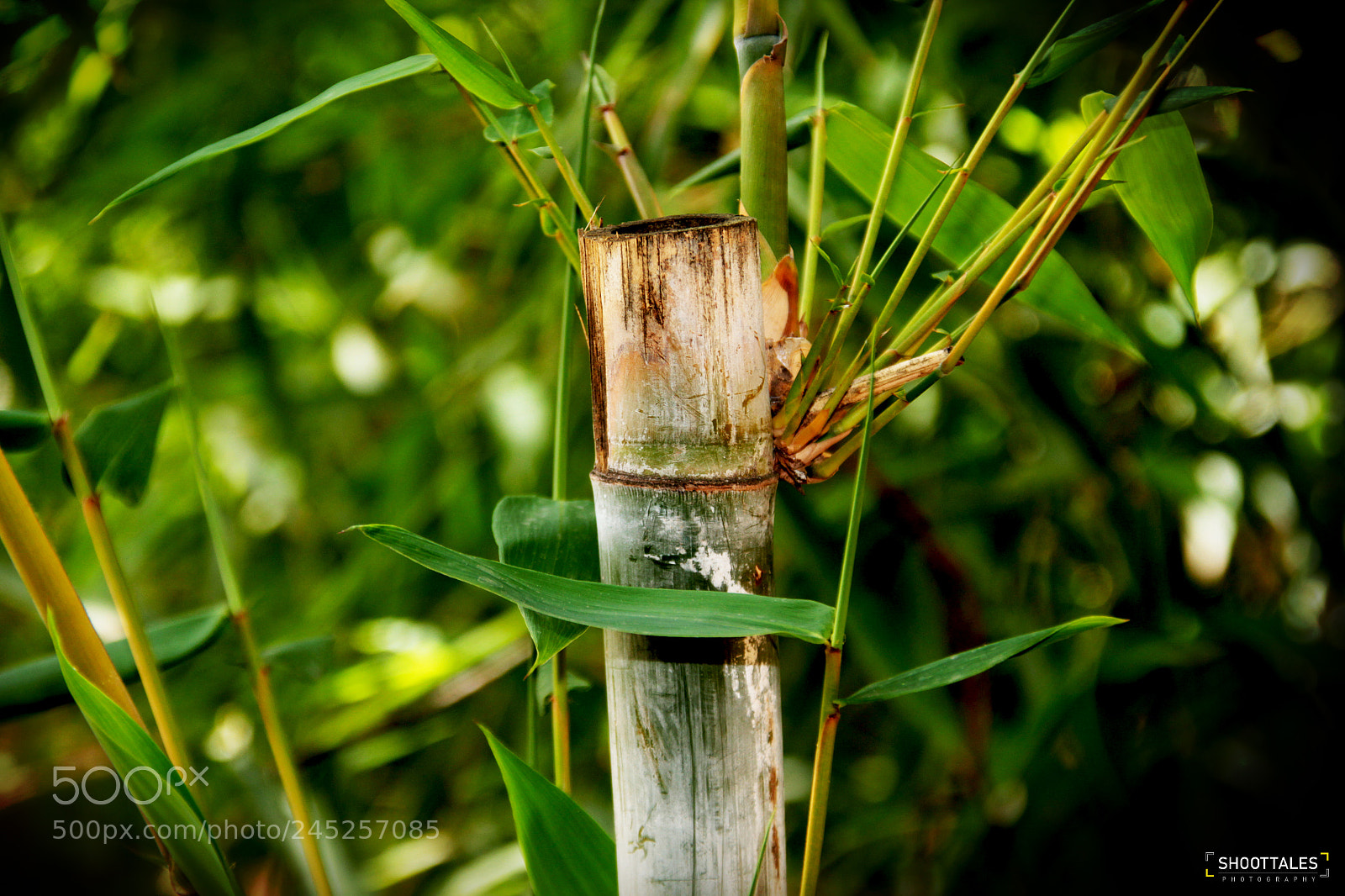 Canon EOS 60D sample photo. Bambou photography