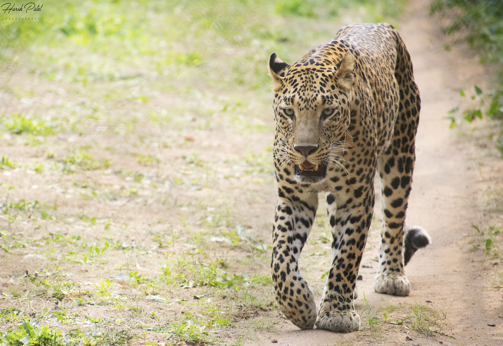 Nikon D3400 sample photo. Leopard photography