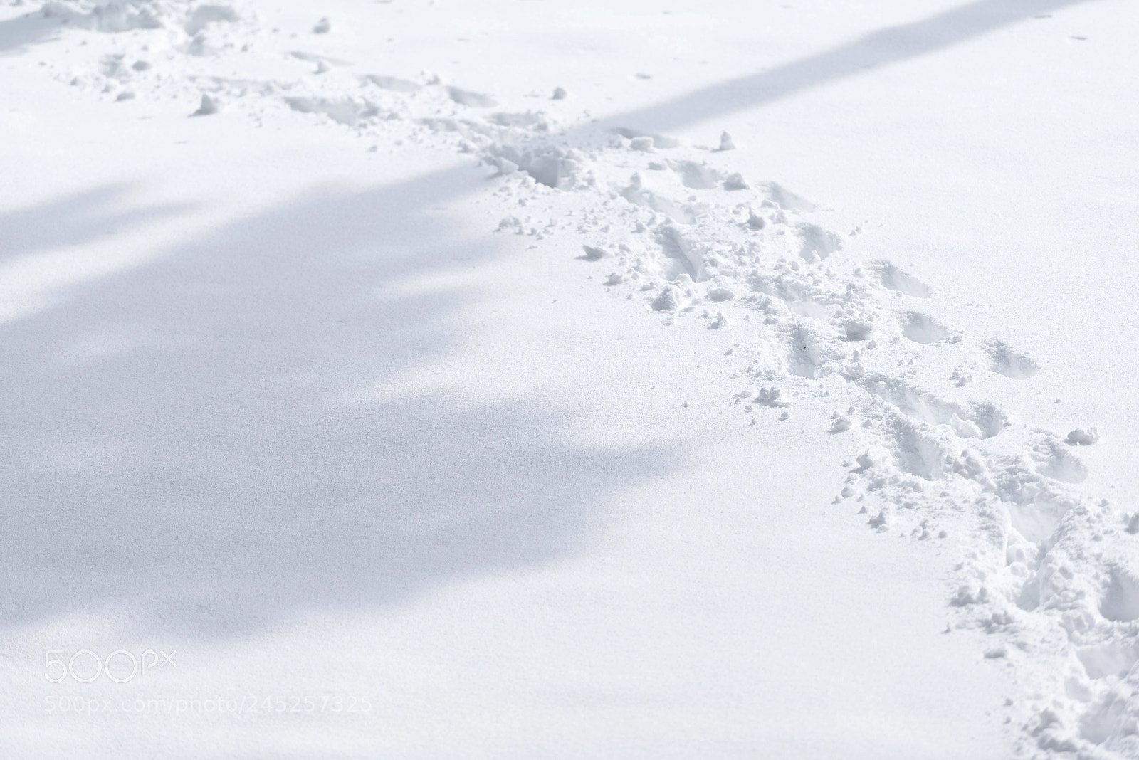 Nikon D600 sample photo. Snow & shadows photography