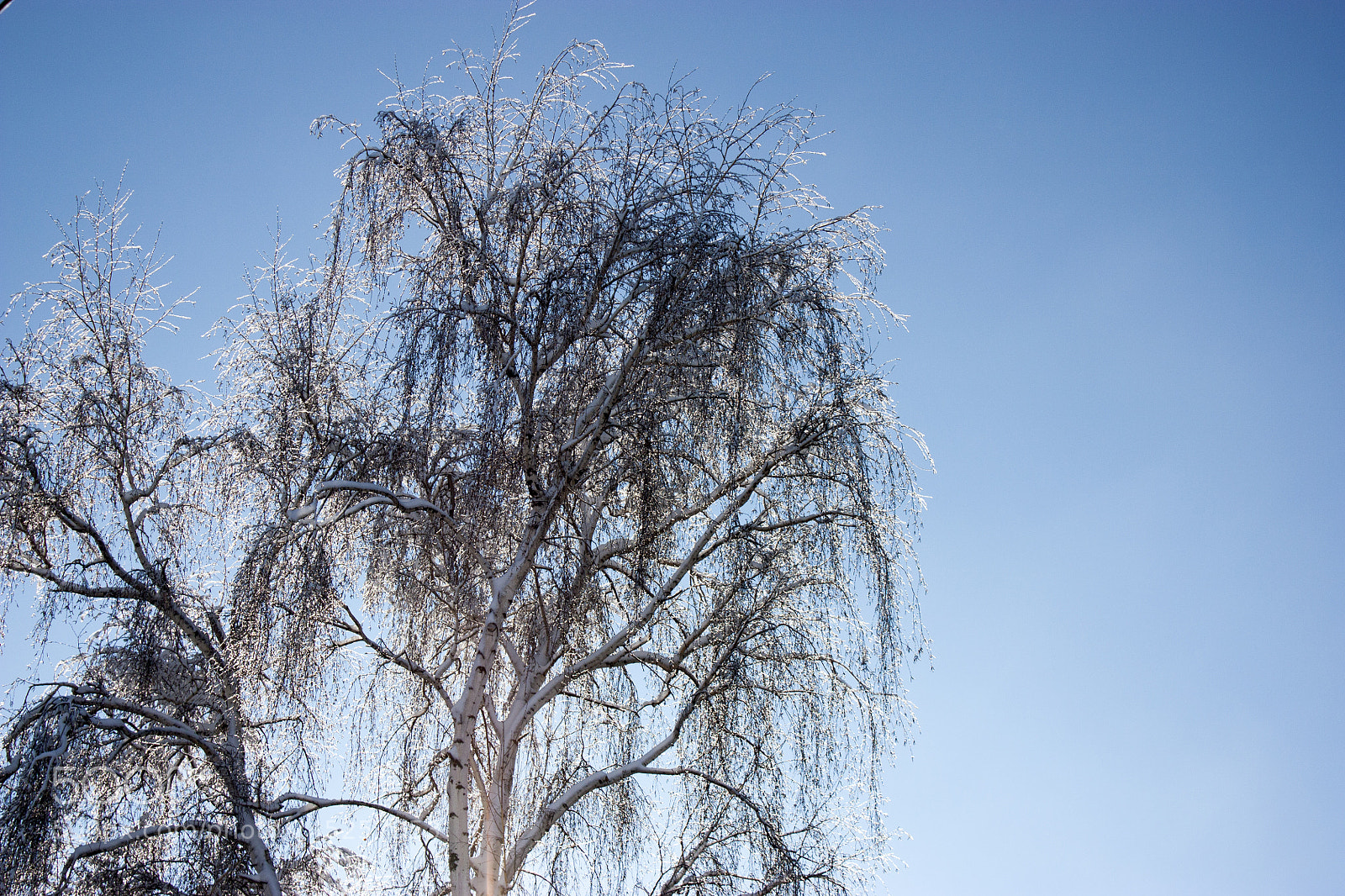 Canon EOS 450D (EOS Rebel XSi / EOS Kiss X2) sample photo. Trees in snow, winter photography