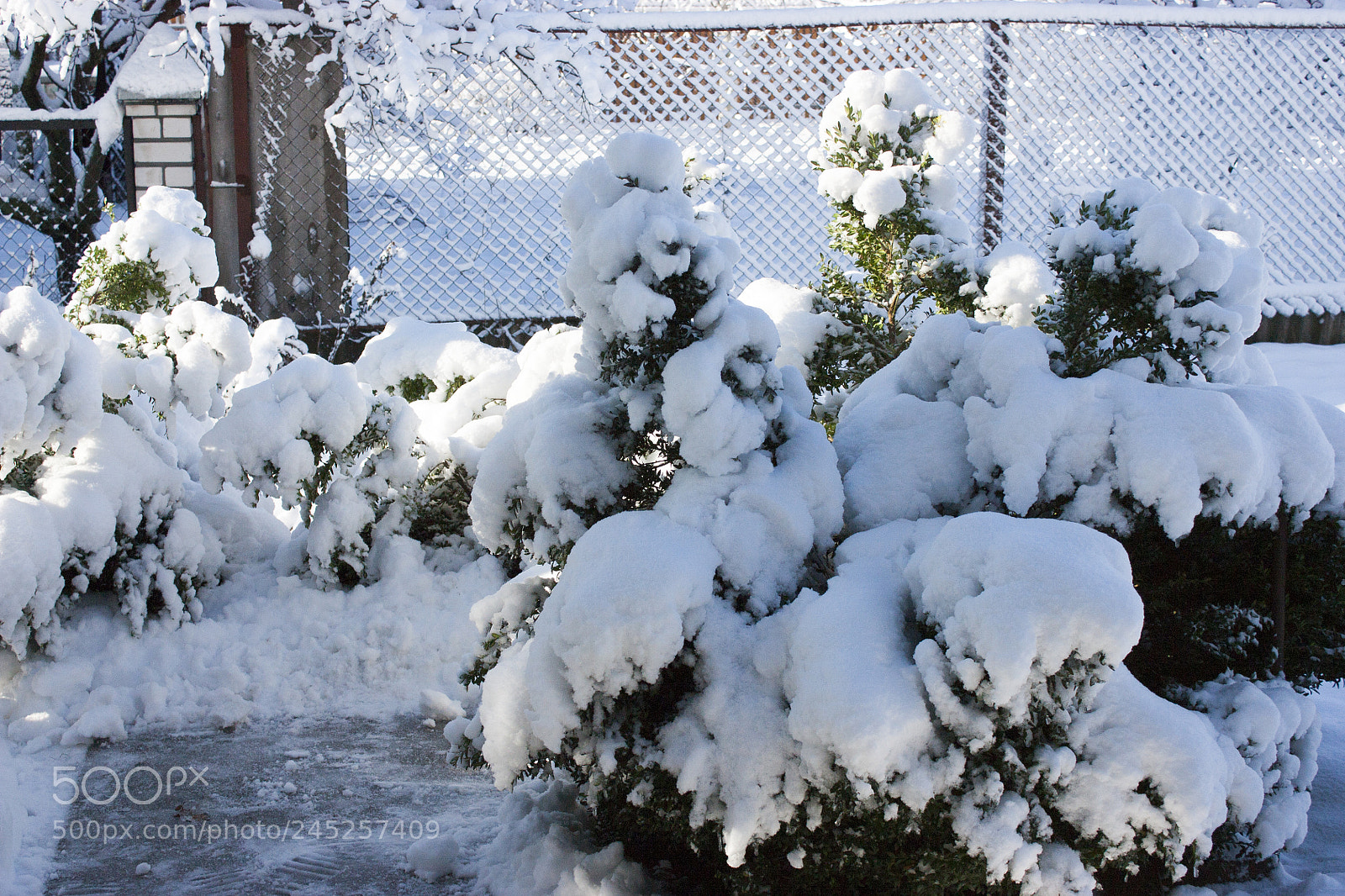 Canon EOS 450D (EOS Rebel XSi / EOS Kiss X2) sample photo. Trees in snow, winter photography