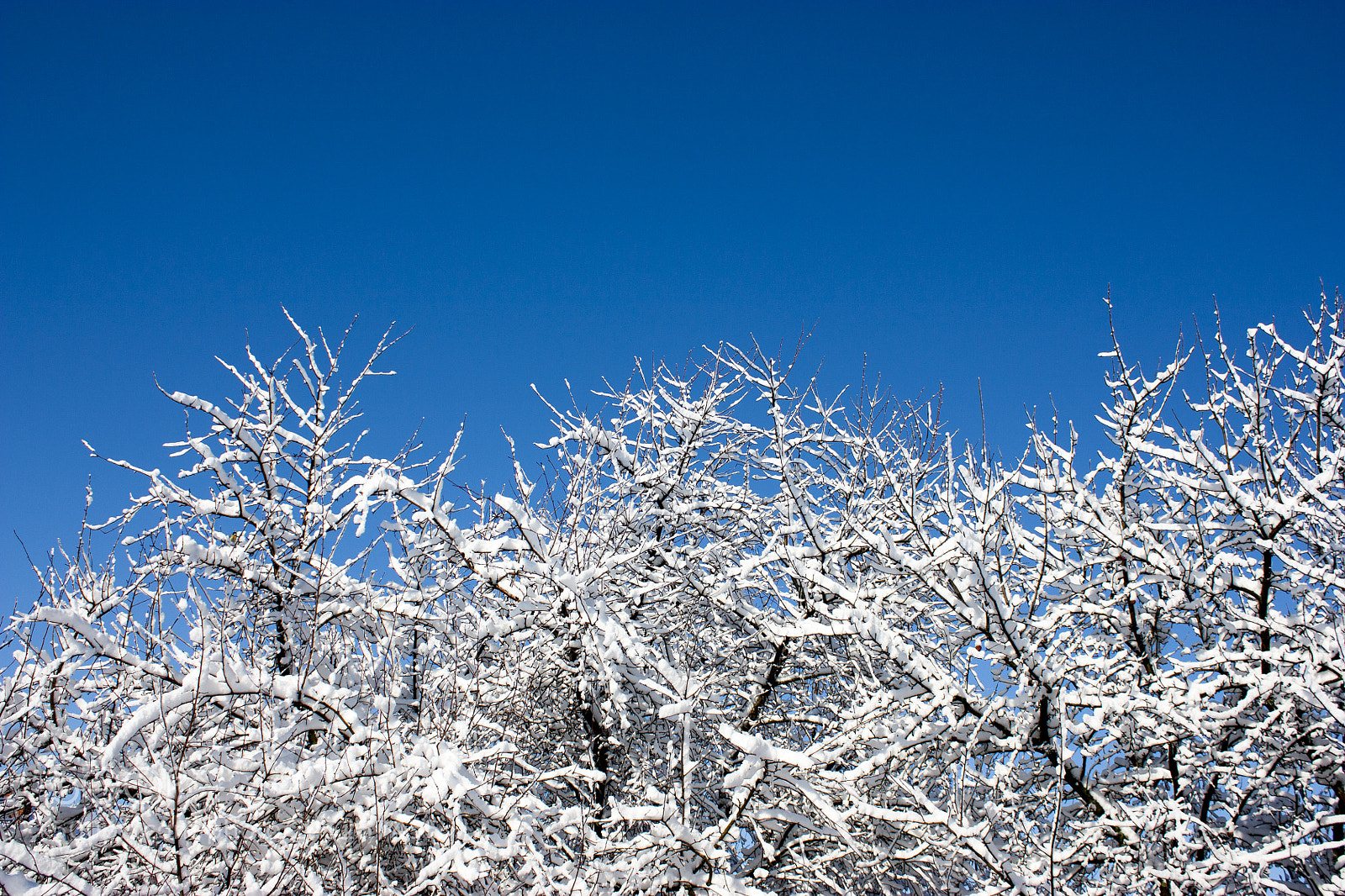 Canon EOS 450D (EOS Rebel XSi / EOS Kiss X2) sample photo. Trees in snow, winter photography