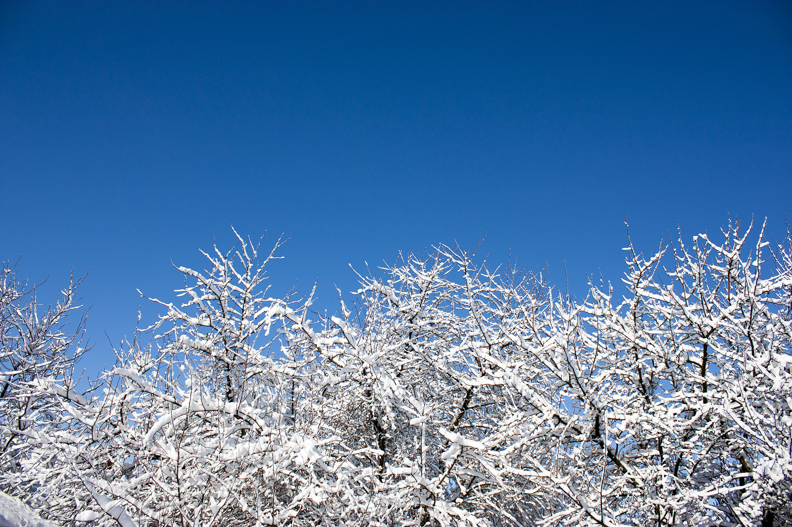 Canon EOS 450D (EOS Rebel XSi / EOS Kiss X2) sample photo. Trees in snow, winter photography