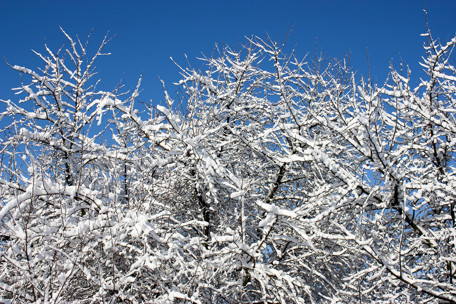 Canon EOS 450D (EOS Rebel XSi / EOS Kiss X2) sample photo. Trees in snow, winter photography