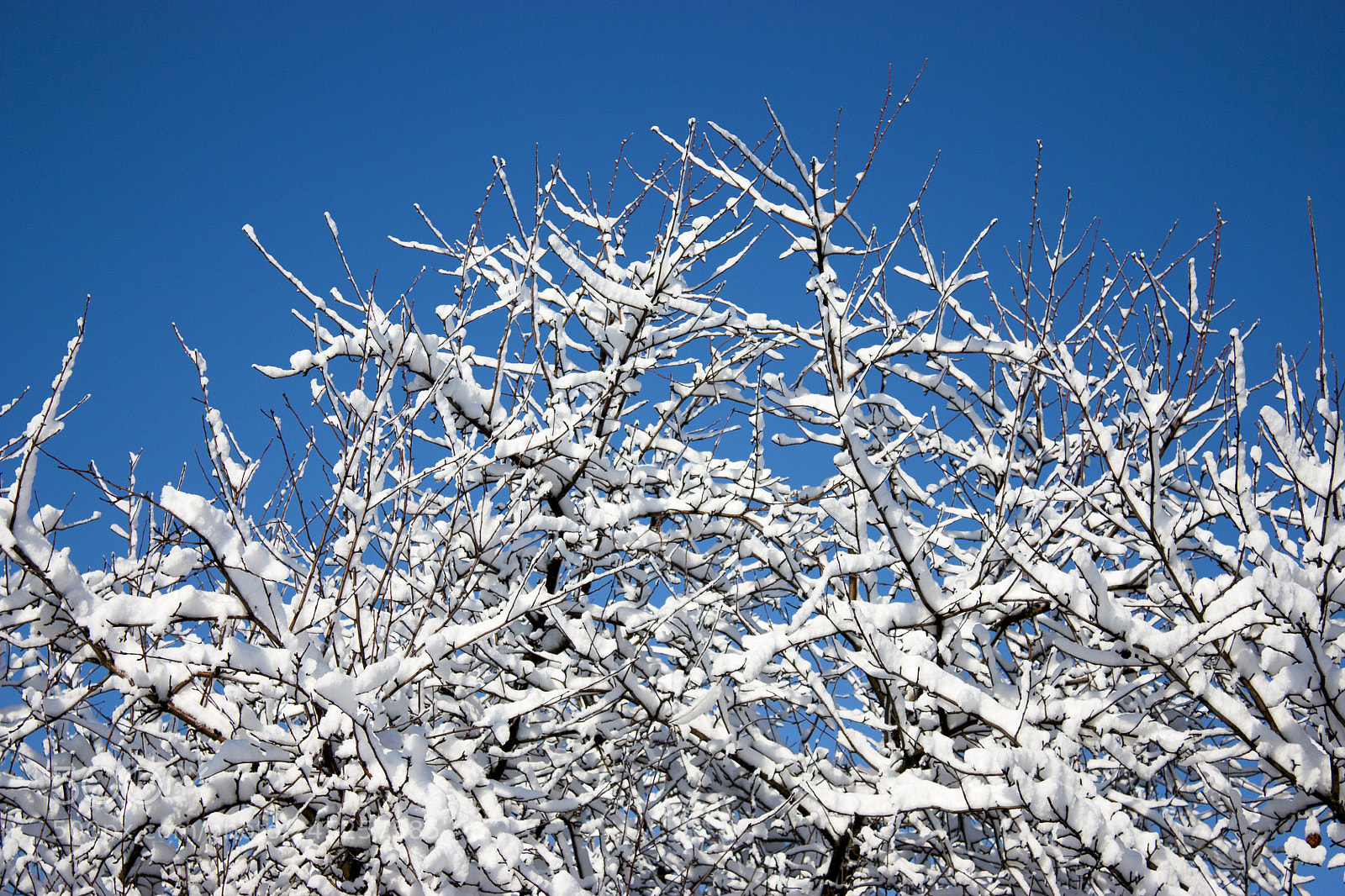 Canon EOS 450D (EOS Rebel XSi / EOS Kiss X2) sample photo. Trees in snow, winter photography