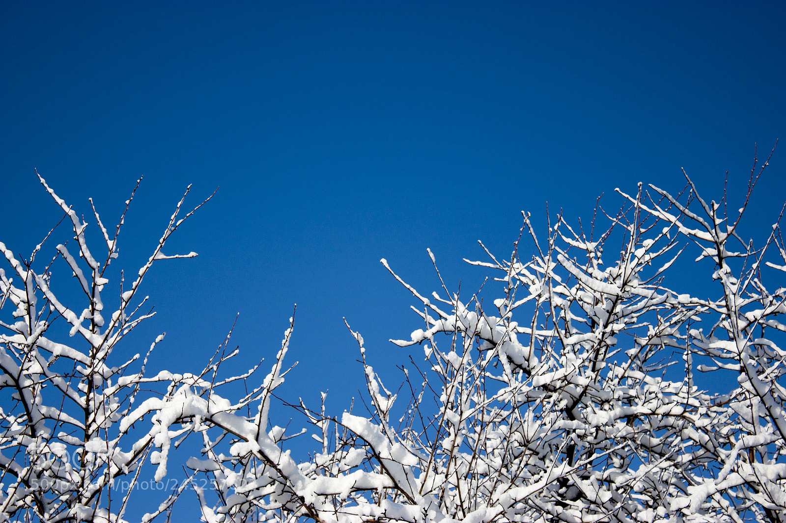 Canon EOS 450D (EOS Rebel XSi / EOS Kiss X2) sample photo. Trees in snow, winter photography