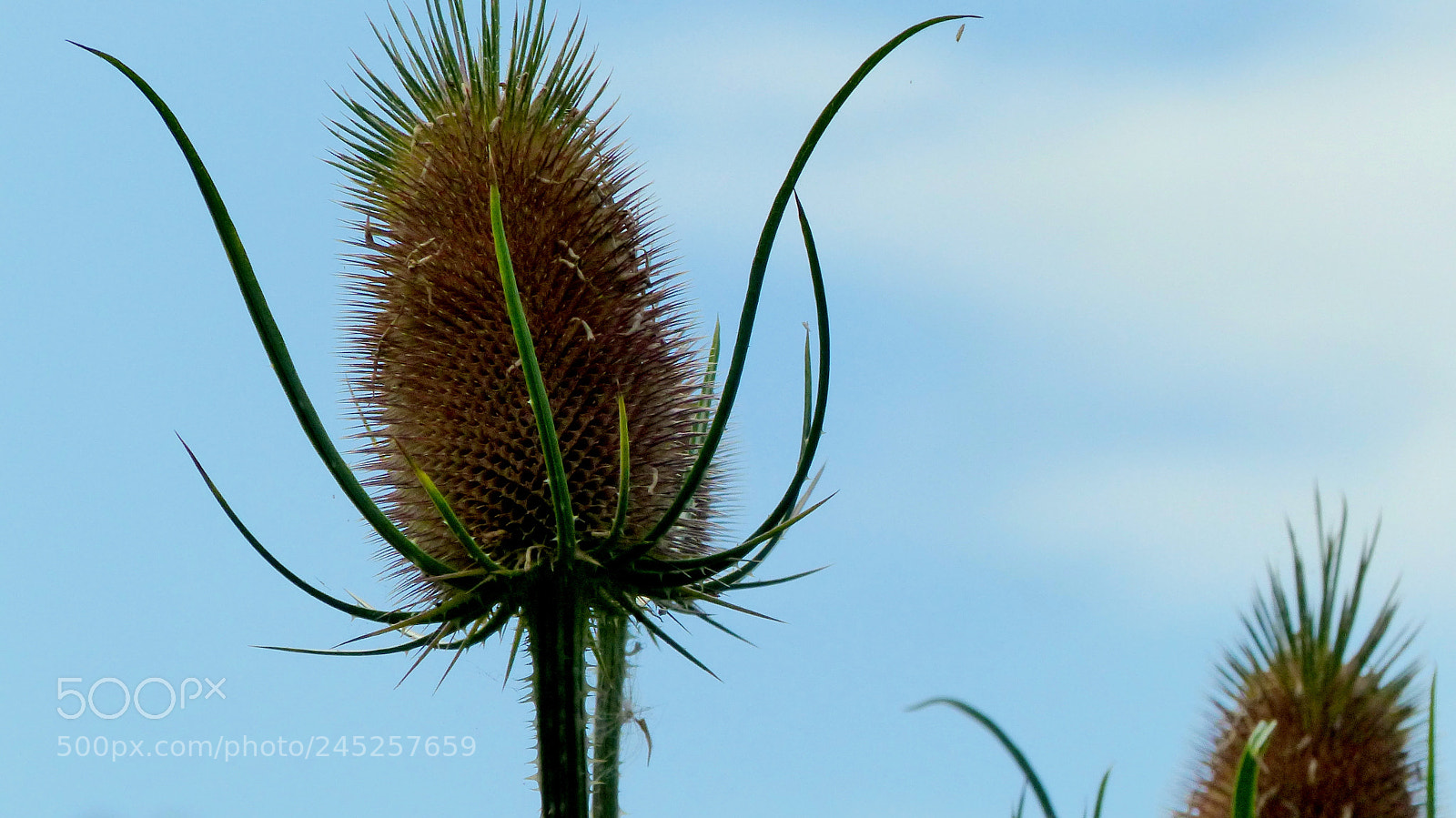 Panasonic Lumix DMC-FZ200 sample photo. Thistle. photography