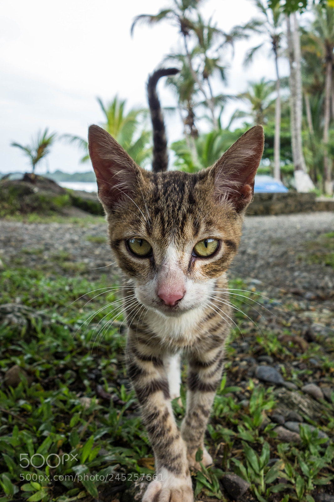 Sony Cyber-shot DSC-RX100 sample photo. Furry costa rican photography
