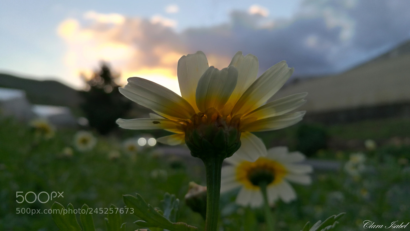HUAWEI P9 Plus sample photo. Magia en el atardecer... photography