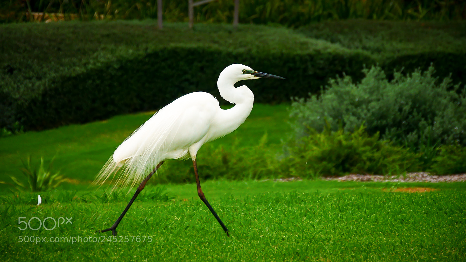 Panasonic Lumix DMC-GX85 (Lumix DMC-GX80 / Lumix DMC-GX7 Mark II) sample photo. Eastern great egret photography