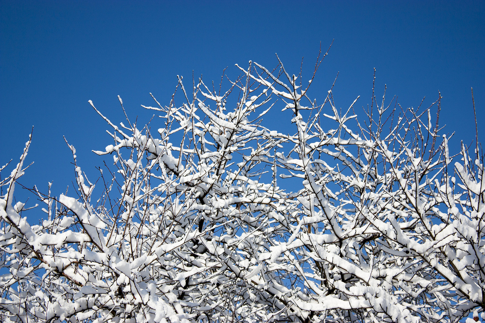 Canon EOS 450D (EOS Rebel XSi / EOS Kiss X2) sample photo. Trees in snow, winter photography