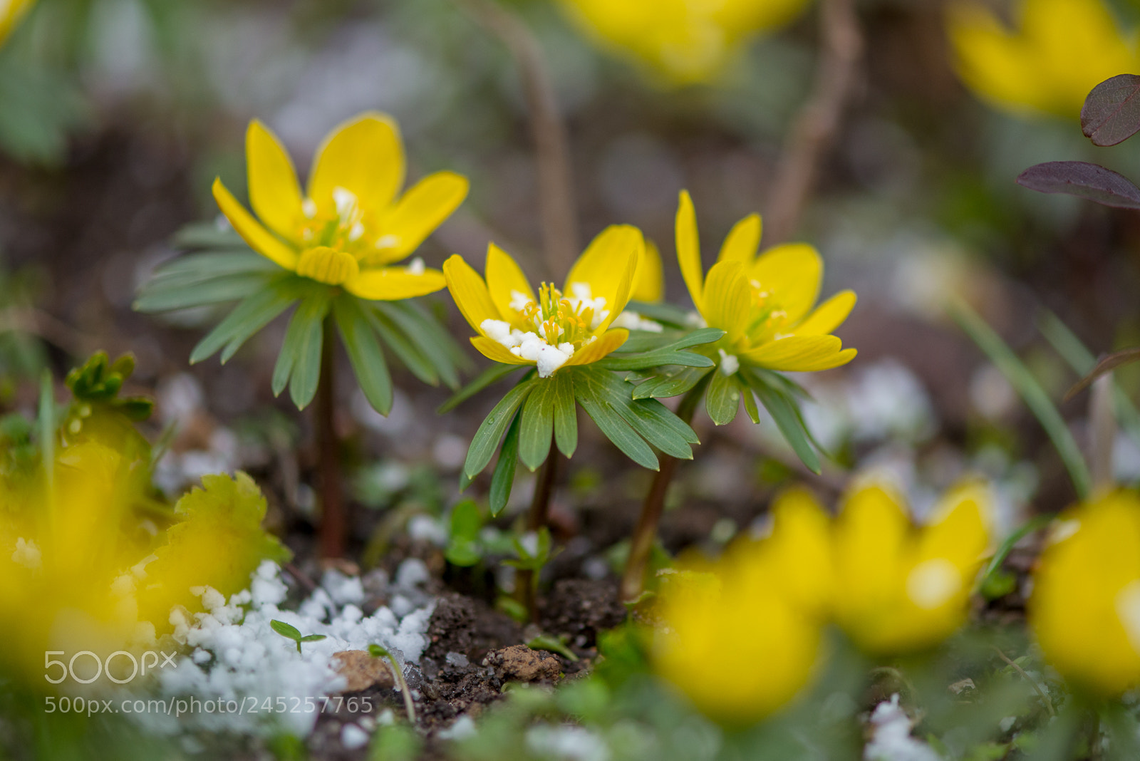 Nikon D610 sample photo. *** photography