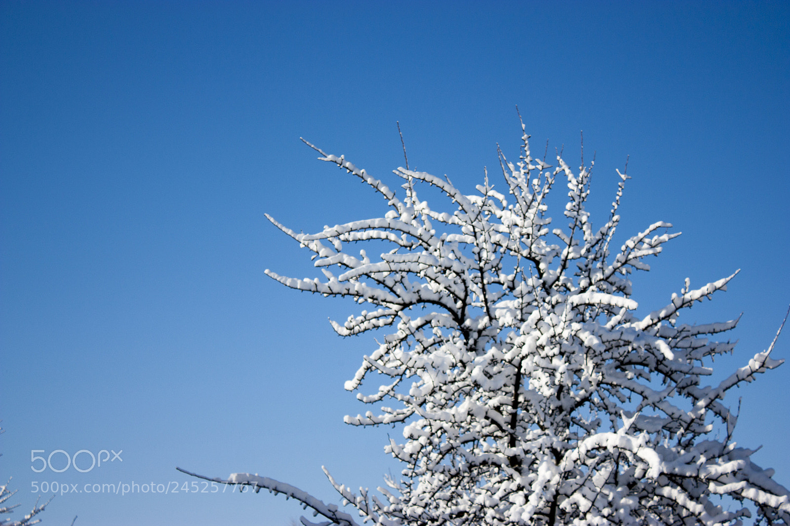 Canon EOS 450D (EOS Rebel XSi / EOS Kiss X2) sample photo. Trees in snow, winter photography