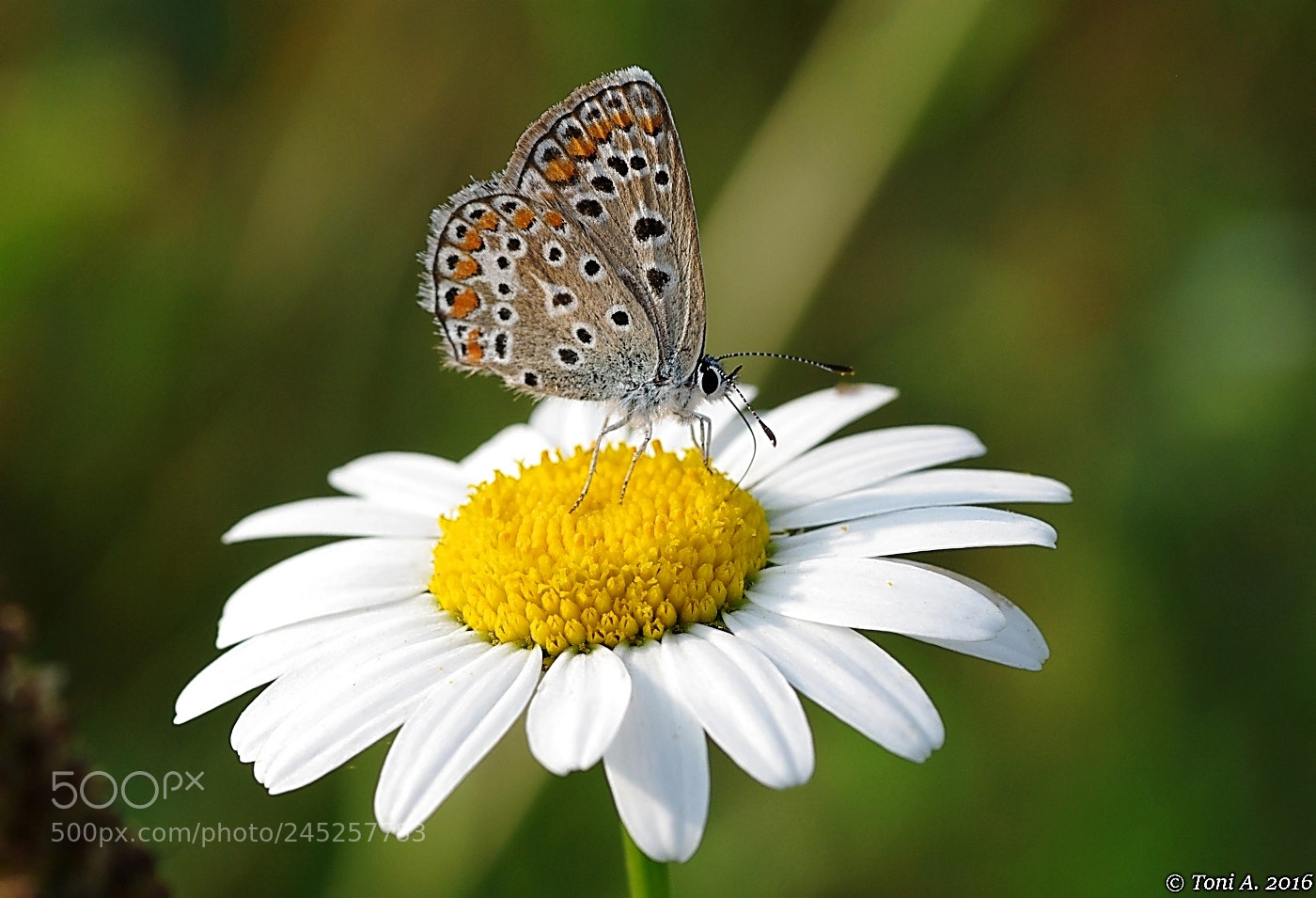 Pentax K-5 II sample photo. Butterfly on flower photography