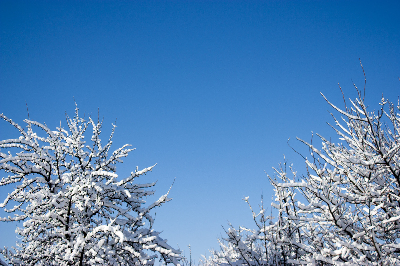 Canon EOS 450D (EOS Rebel XSi / EOS Kiss X2) sample photo. Trees in snow, winter photography