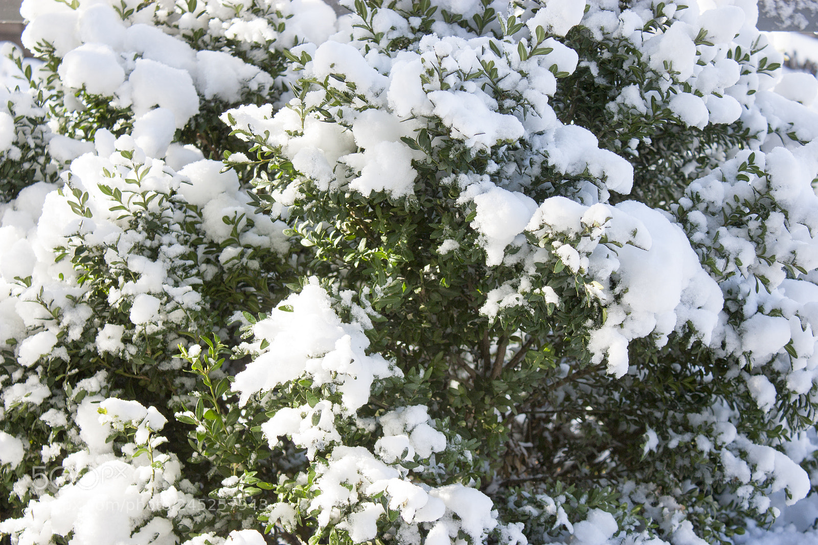 Canon EOS 450D (EOS Rebel XSi / EOS Kiss X2) sample photo. Trees in snow, winter photography